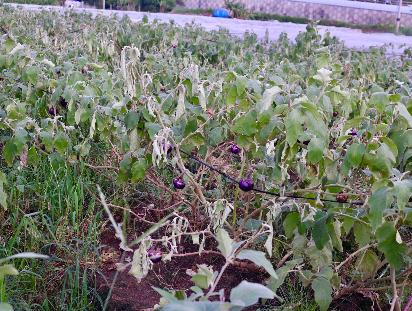 Vựa rau lớn nhất Hà Nội xác xơ sau bão số 3. Ảnh: Lâm Thuỳ Dương. Vựa rau lớn nhất Hà Nội xác xơ sau bão số 3. Ảnh: Lâm Thuỳ Dương.