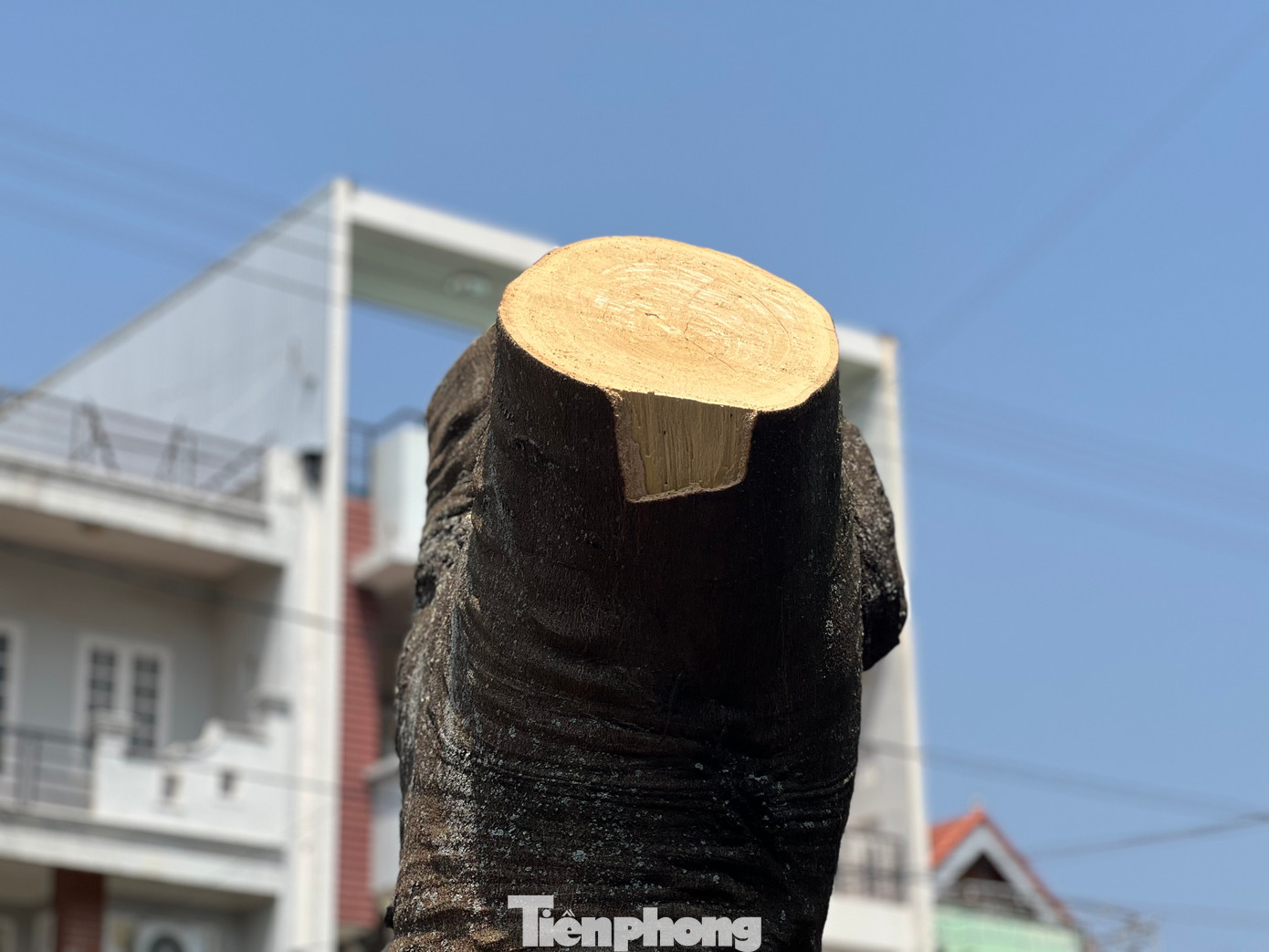 Theo Ban Quản lý dự án đầu tư xây dựng TP. Kon Tum, kế hoạch sẽ có 46 cây xanh bị đốn hạ. Trong đó trung bình chiều cao thân cây khoảng 10 m, đường kính (đo tại vị trí cách gốc 1,3 m) từ 0,5 m trở lên.