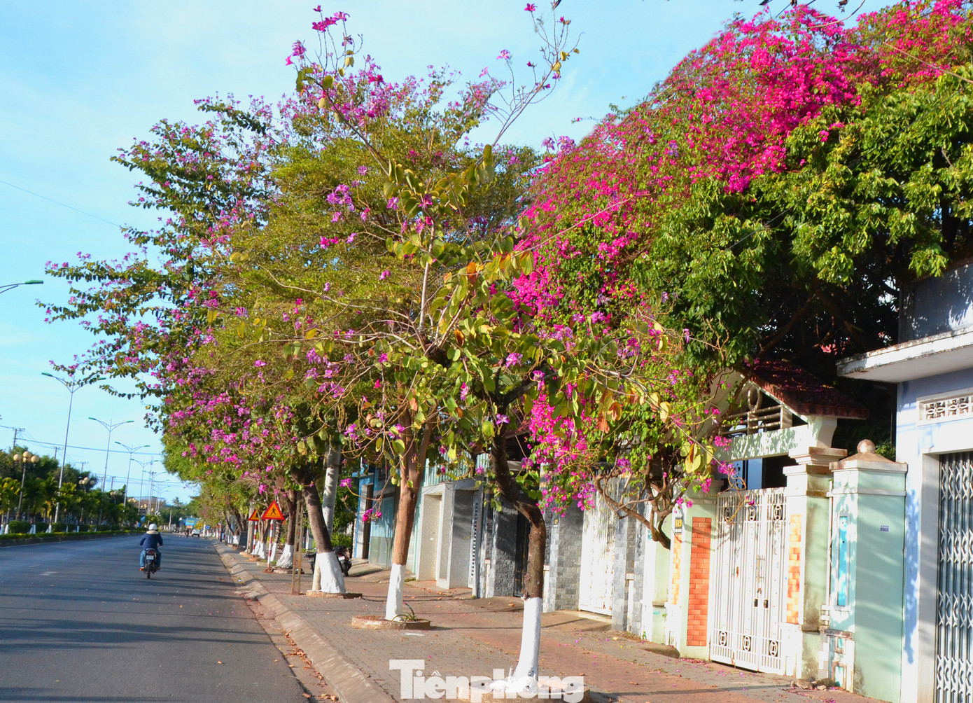 Những cánh hoa trong nắng càng tô đậm vẻ đẹp kiêu sa khiến cả tuyến đường như khoác lên một màu áo mới của mùa xuân.