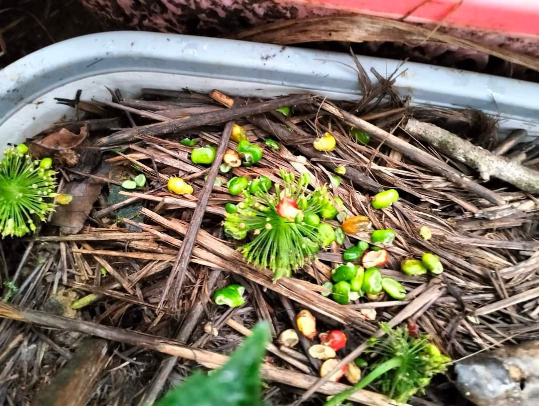 Hạt, hoa sâm Ngọc Linh bị chuột ăn gây thiệt hại kinh tế rất lớn. Hạt, hoa sâm Ngọc Linh bị chuột ăn gây thiệt hại kinh tế rất lớn.