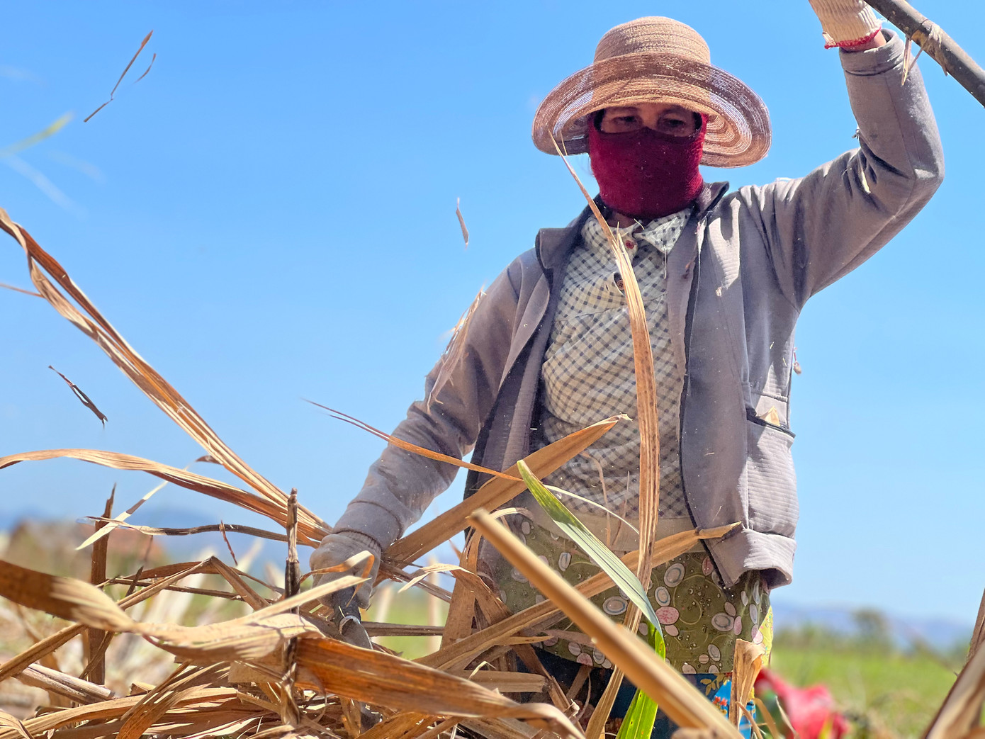 Giữa trời nắng gần 35 độ C, chị Y Mlim (trú phường Nguyễn Trãi) - người chặt mía thuê lâu năm vẫn hăng say chặt từng cây mía từ sáng sớm tới chiều tối. Chị mong có tiền trang trải cuộc sống.