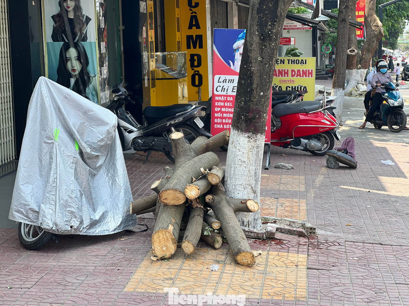 Sau khi hoàn thành các hạng mục của dự án, các điểm có cây bị đốn hạ sẽ được hạ trồng các cây xanh mới phù hợp.