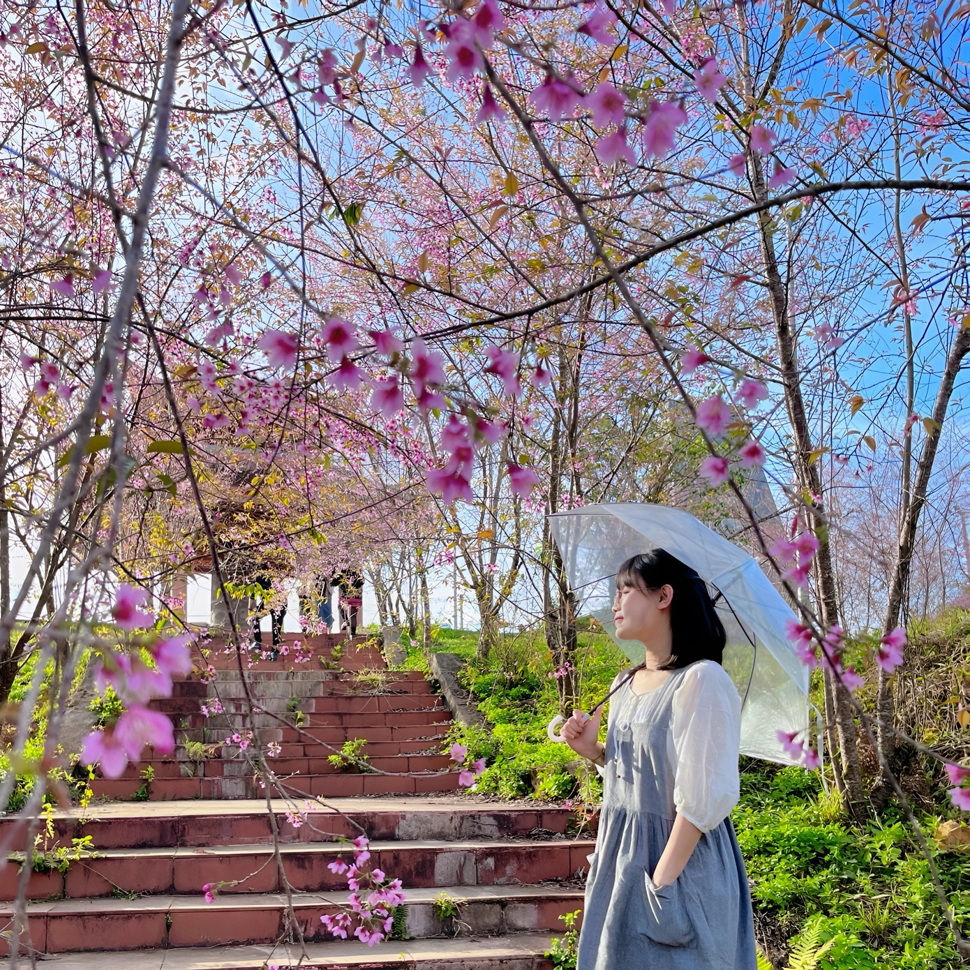 Vào dịp hoa đào nở rộ, mỗi ngày có hàng nghìn lượt du khách đến thị trấn Măng Đen (cách thành phố Kon Tum khoảng 60km) để ngắm hoa đào và săn ảnh.