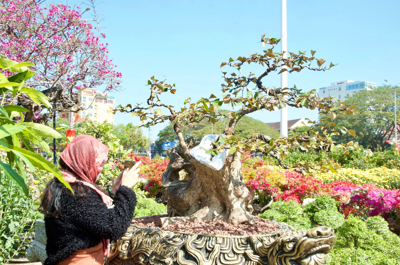 Nhà vườn sưu tầm nhiều loại cây cảnh độc, lạ. Trong vườn đa phần là các dòng vú sữa dáng bay được nhiều người ưa chuộng.