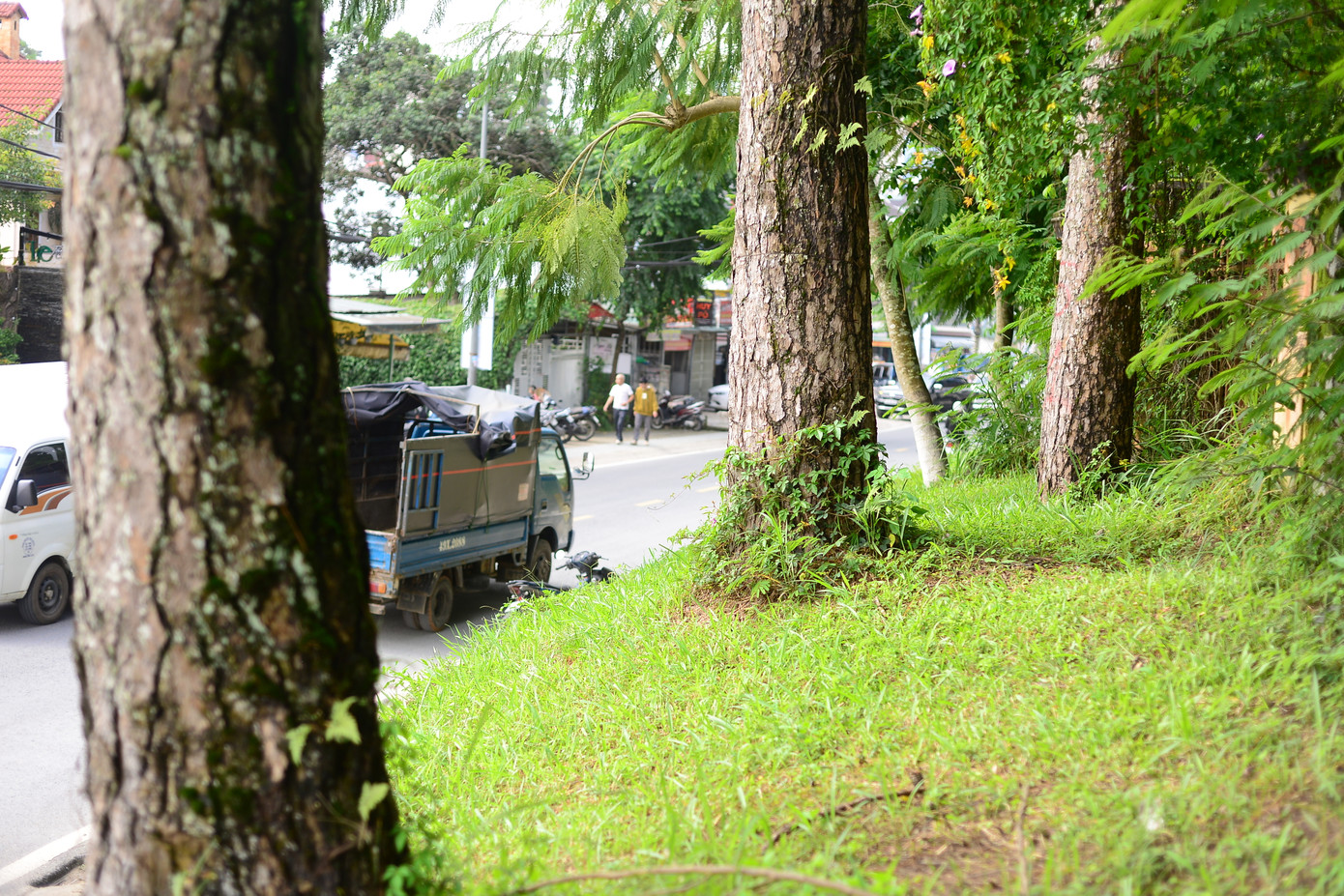 Tuy nhiên cơ sở hạ tầng là quan trọng, vì vậy, người dân mong muốn cơ quan chức năng có phương án để hạn chế việc chặt hạ.