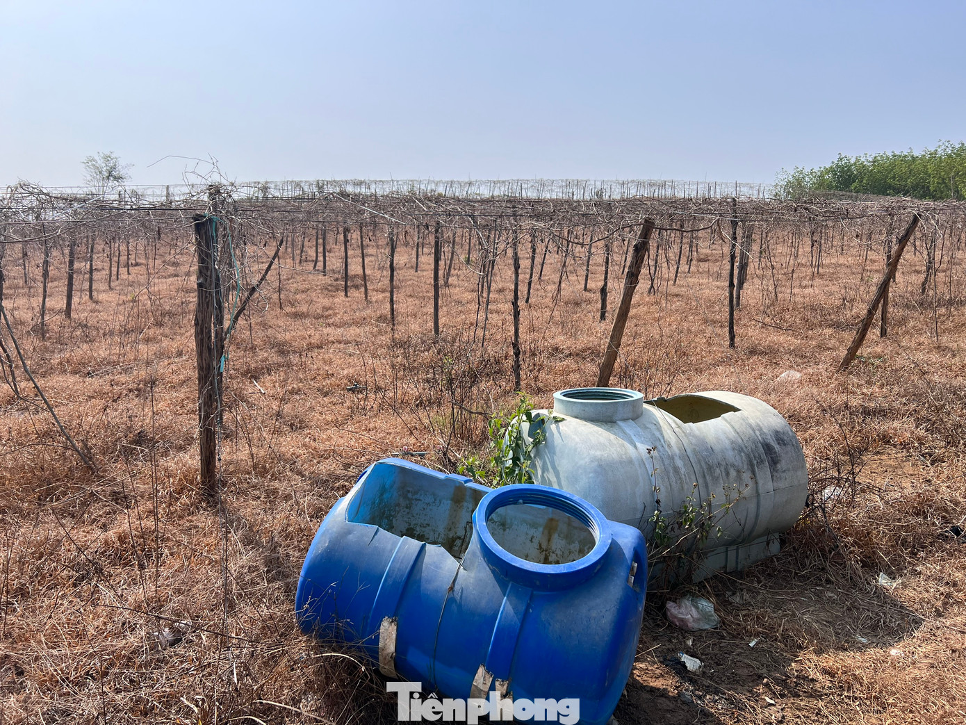 Nhiều hộ dân trên địa bàn tỉnh Kon Tum không thể canh tác do thiếu nước.