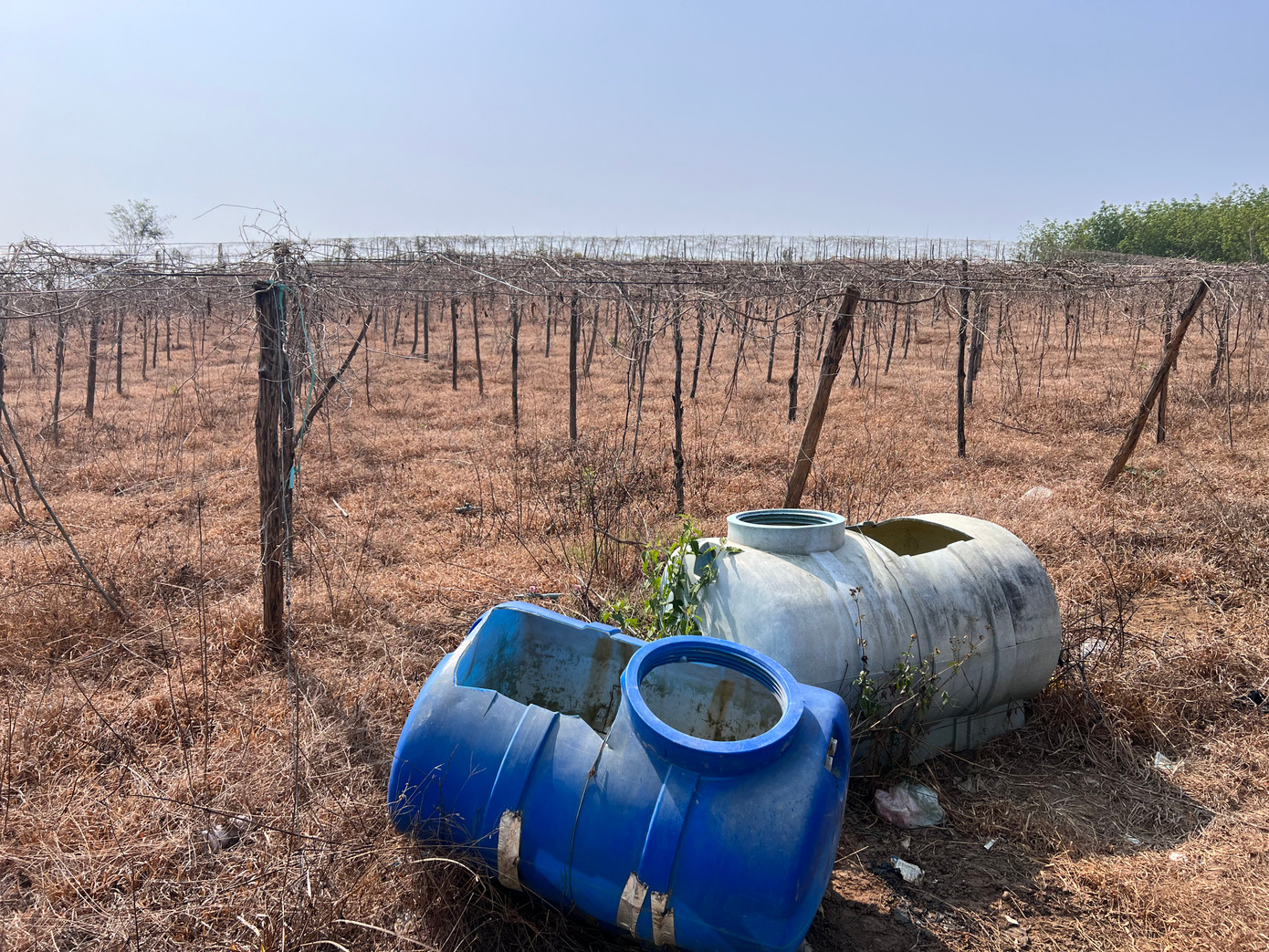 "Tổng diện tích cây trồng dự kiến có khả năng khô hạn, thiếu nước trên 1.770ha (diện tích lúa là 780 ha, cây cà phê là 990 ha)", UBND tỉnh Kon Tum cho hay.