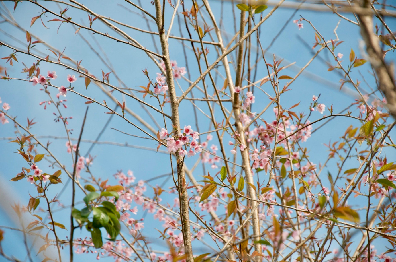 Theo người dân, thời tiết mát mẻ, hoa đào sẽ giữ được sắc hồng tươi thắm gần một tháng. Măng Đen hứa hẹn một mùa hoa đào rực rỡ.