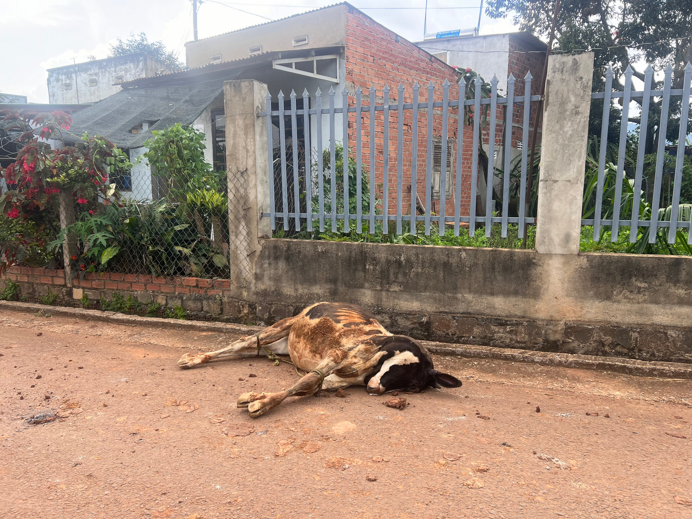 Bò sữa bị tiêu chảy rồi chết sau khi tiêm vắc xin phòng bệnh VDNC