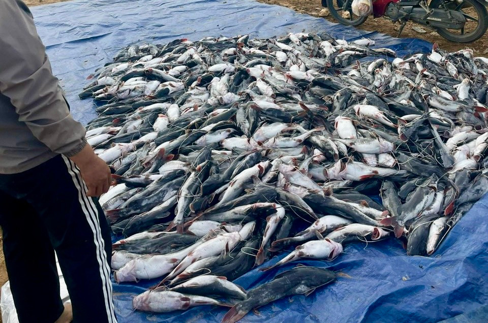 Hơn 25 tấn cá lăng chết chỉ trong 1 ngày Hơn 25 tấn cá lăng chết chỉ trong 1 ngày