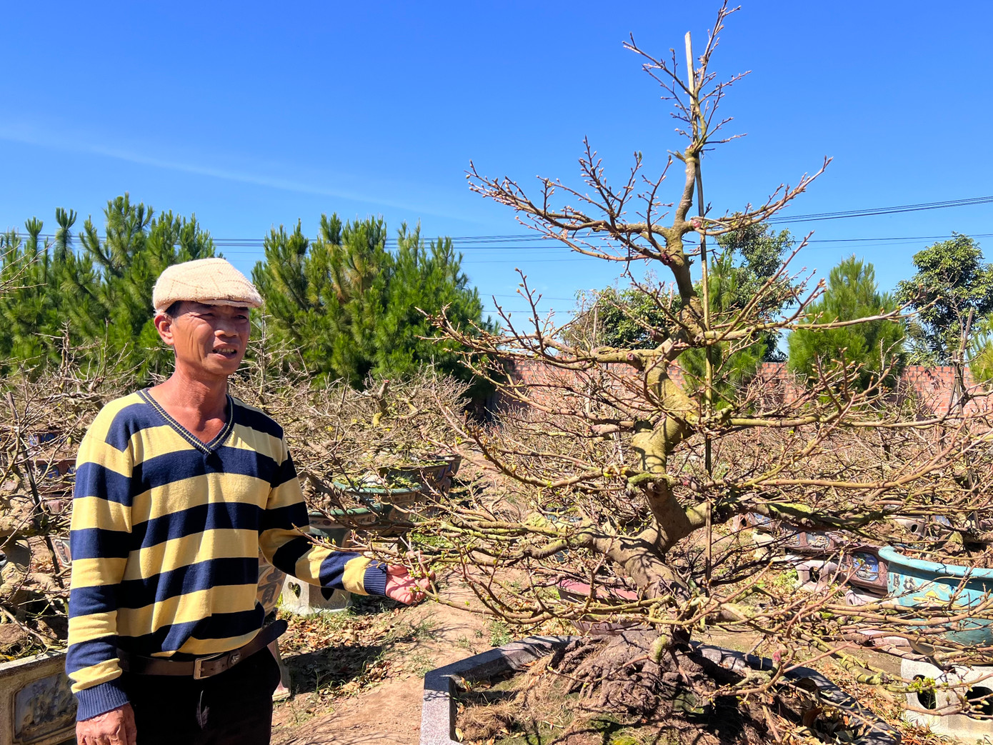 Trao đổi với Tiền Phong, ông Hoà cho biết, ông sinh ra và lớn lên tại Bình Định, cũng là người đưa các gốc mai từ quê hương lên Kon Tum để trồng.