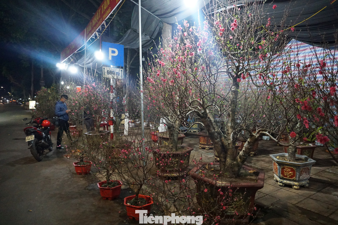 “Tôi nhập vài trăm chậu đào Nhật Tân ở Hà Nội vào TP Buôn Ma Thuột để bán. Từ ngày 18 đến nay, tôi bán được vài chục chậu. Năm nay, giá cà phê, sầu riêng lên cao nên người dân cũng mua hoa rất nhiều. Tôi không mua lưới B40 bao quanh nhà tôn để hạn chế kẻ gian đột nhập cắt trộm hoa. Vấn đề an ninh ở tỉnh Đắk Lắk rất tốt, để phòng ngừa tình trạng trộm cắp khu vực chợ hoa, chính quyền địa phương đã chỉ đạo ngành công an tăng cường việc kiểm tra địa bàn, nắm bắt tình hình an ninh trật tự, tăng cường công tác trấn áp tội phạm dịp cuối năm”, ông Hạnh cho hay.