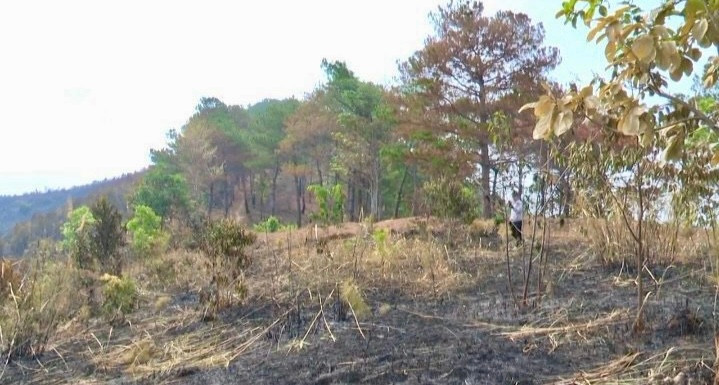 Hiện trường vụ cháy làm thiệt hại gần 9ha cây trồng Hiện trường vụ cháy làm thiệt hại gần 9ha cây trồng