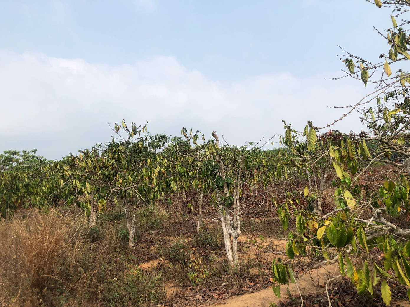 Gia đình ông Cao Đăng Tuyên (trú xã Hà Mòn) hiện đang có 500 cây cà phê. Ông Tuyên cho hay, mùa khô các năm trước, gia đình chỉ tưới cà phê 3 đợt. Nhưng năm nay, ông đã tưới đến đợt thứ 5 vẫn chưa đến mùa mưa. Cứ theo đà này, ông sẽ phải tưới thêm đợt thứ 6, có khi lên tới đợt 7, 8.