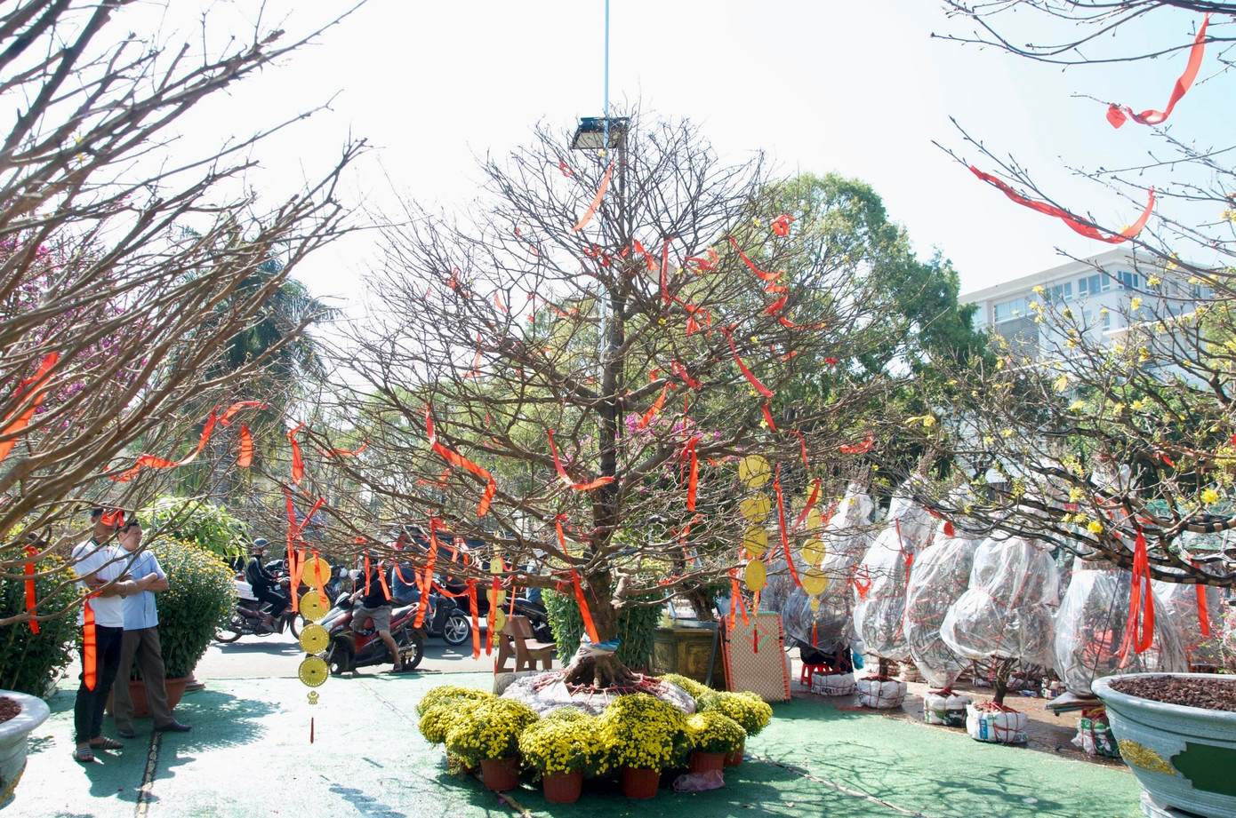 Anh Trần Ân Thiên (nhân viên bán mai tại chợ hoa TP Buôn Ma Thuột) cho biết, hai gốc mai vàng này có tuổi đời trên 60 năm. Mỗi cây được định giá bán khoảng 1,2 tỷ đồng.