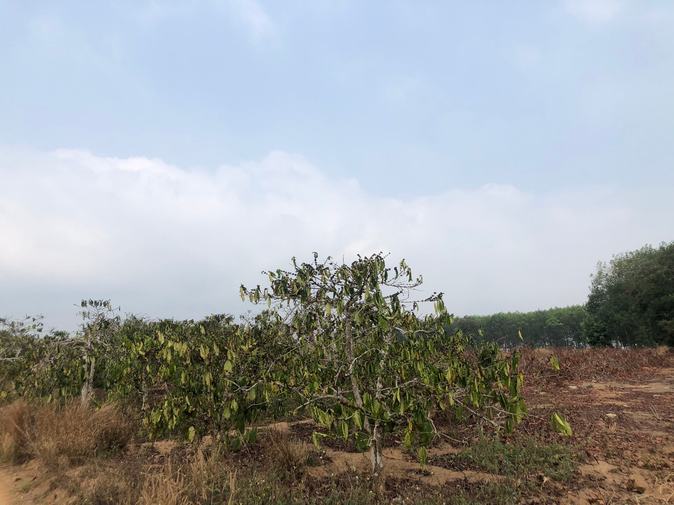 Hàng trăm héc-ta cà phê trên địa bàn huyện Đăk Hà đã xuất hiện tình trạng cháy lá, khô cành và quả non.