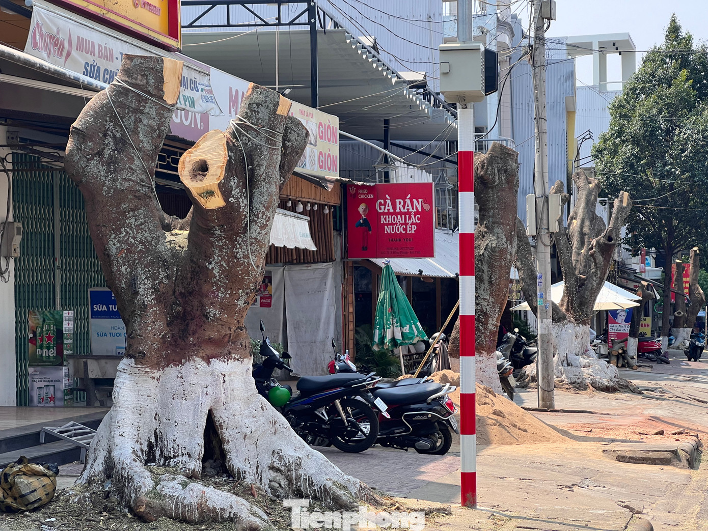 Các loại cây bị đốn hạ chủ yếu như nhãn, xoài, phượng, pe, sò đo cam, bàng… Sự việc khiến nhiều người dân địa phương và các hộ dân sống dọc tuyến này tiếc nuối.