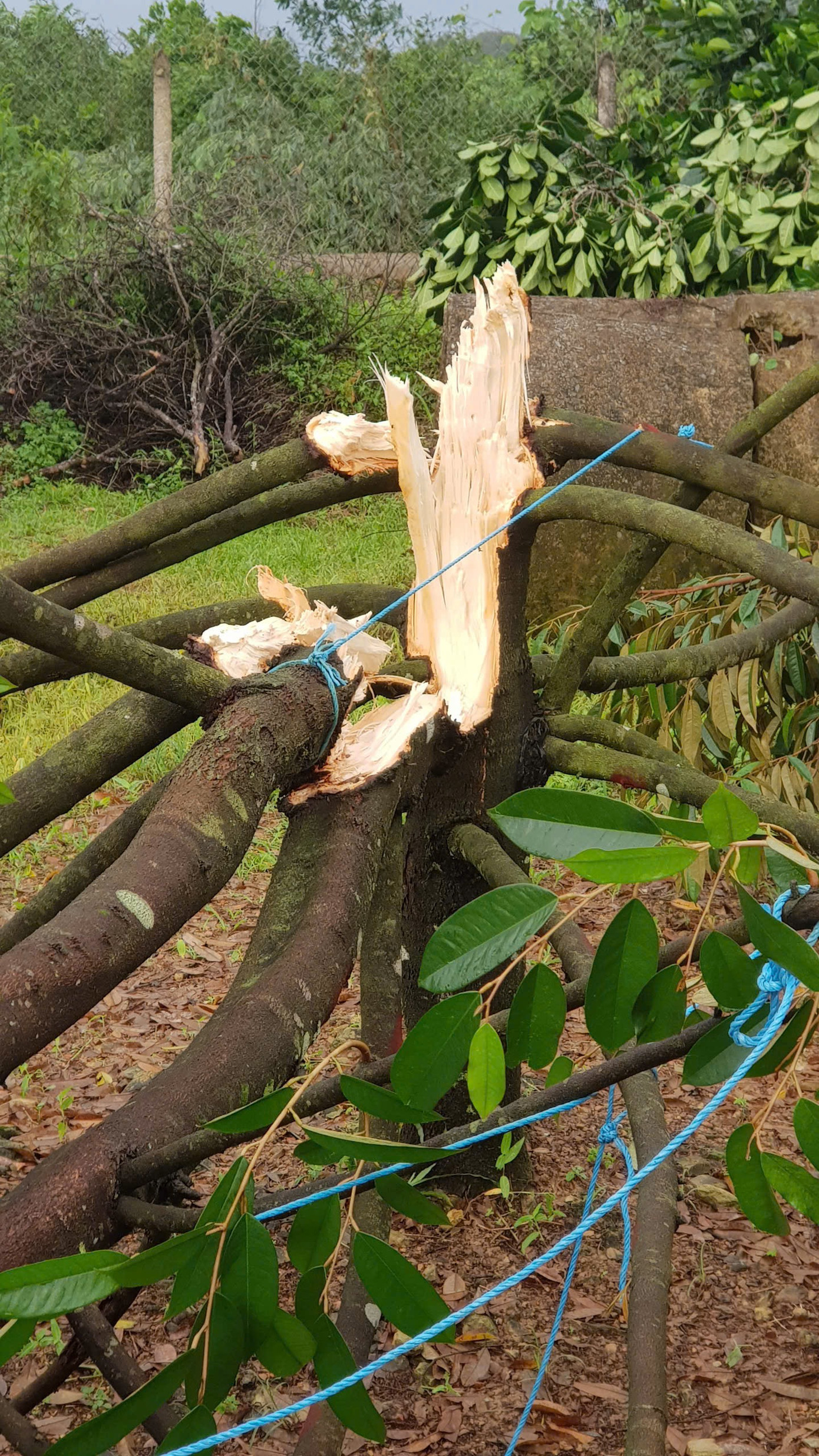 Hơn 200 cây sầu riêng trong thời kỳ kinh doanh bị bật gốc, gãy đổ Hơn 200 cây sầu riêng trong thời kỳ kinh doanh bị bật gốc, gãy đổ