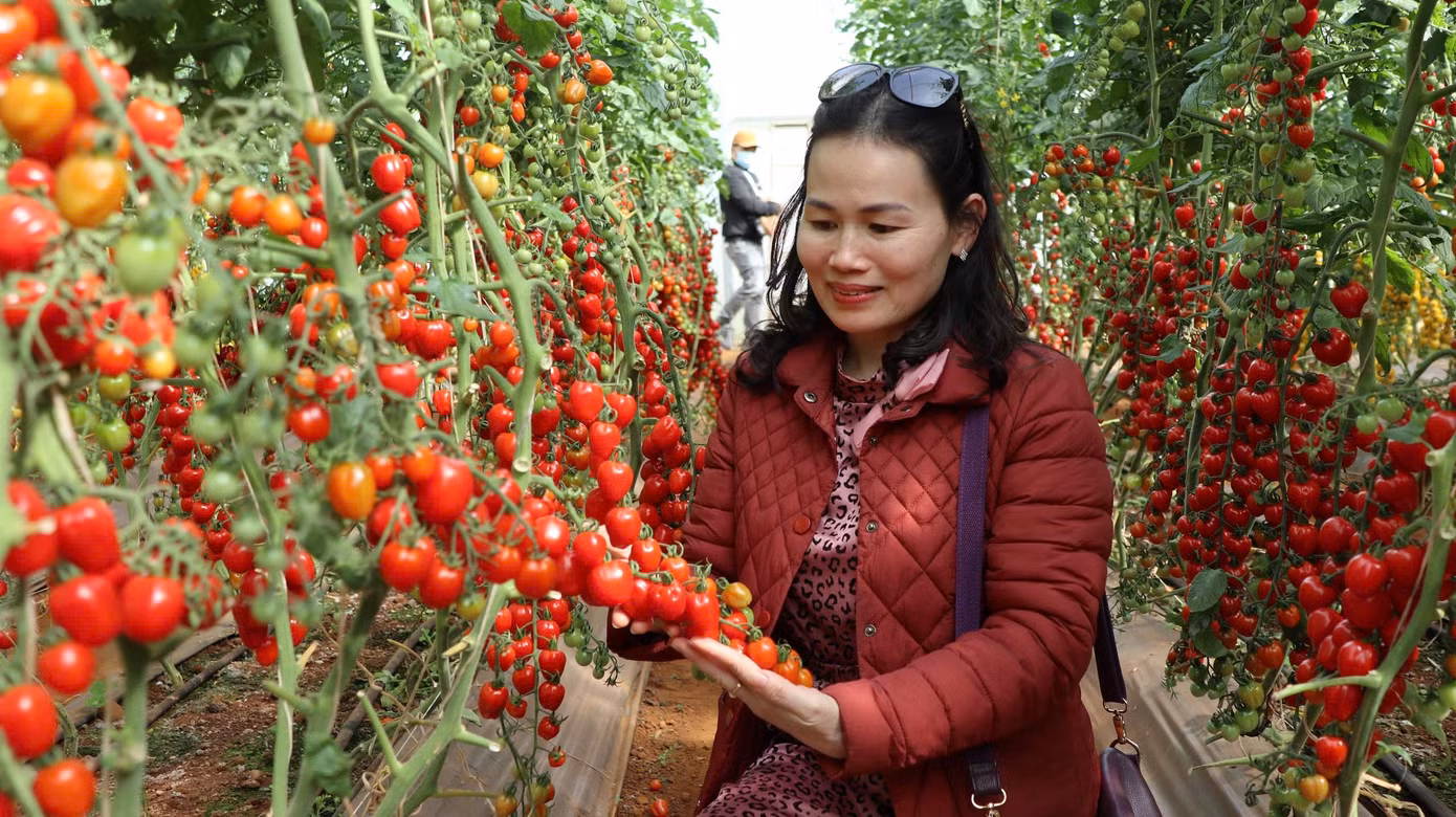 Lâm Đồng dự kiến đón khoảng 2 triệu lượt khách đến Đà Lạt dịp Festival hoa.