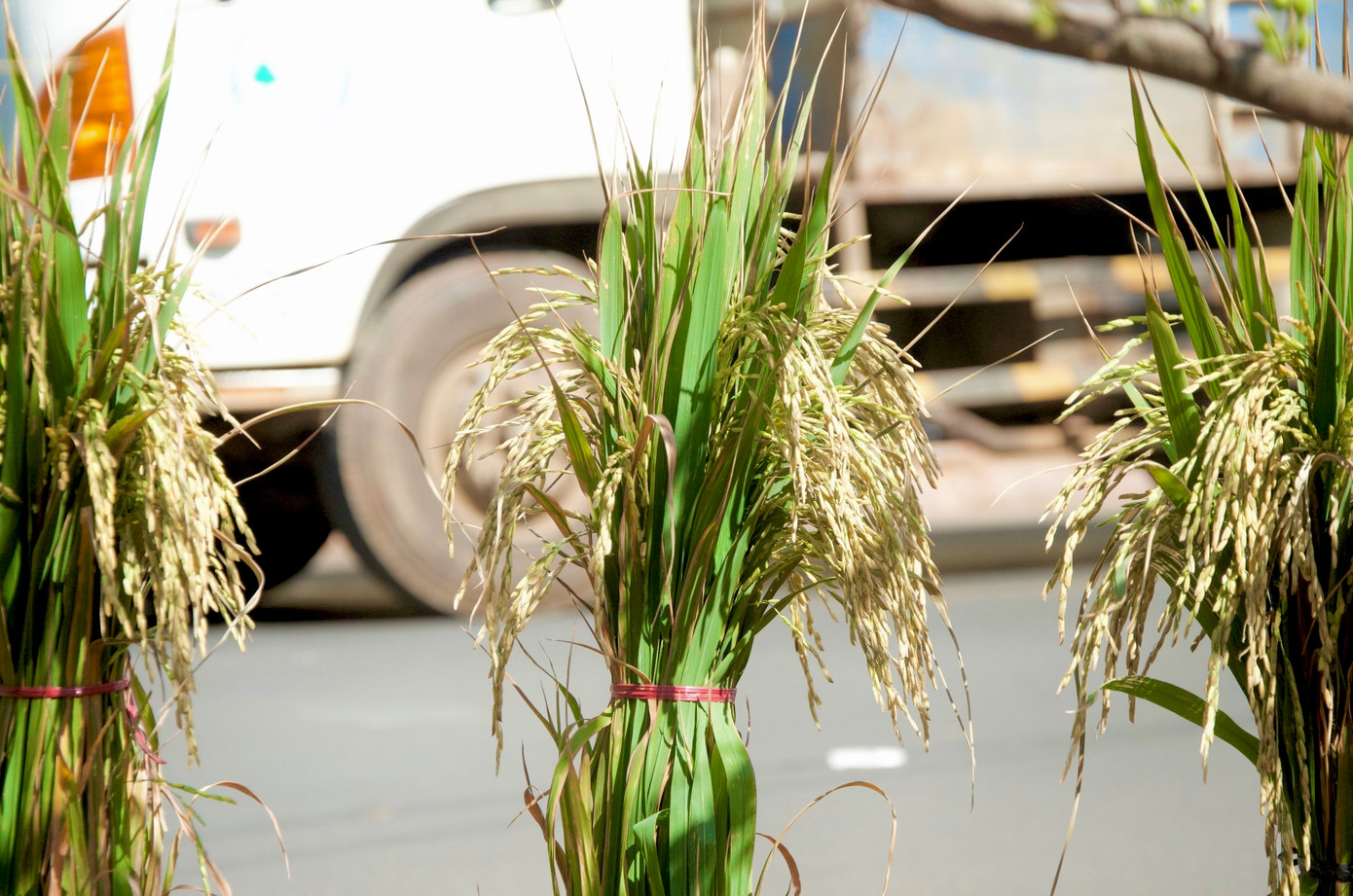 Theo anh Hiếu, lần đầu lúa kiểng xuất hiện ở thủ phủ cà phê trong dịp Tết Nguyên đán nên được nhiều người dân săn đón. Đây là giống lúa thơm. Ngoài có hương thơm, những bông lúa khi chín sẽ chuyển màu vàng ươm bắt mắt. Mỗi chậu lúa được bán với mức giá 100.000 đồng.