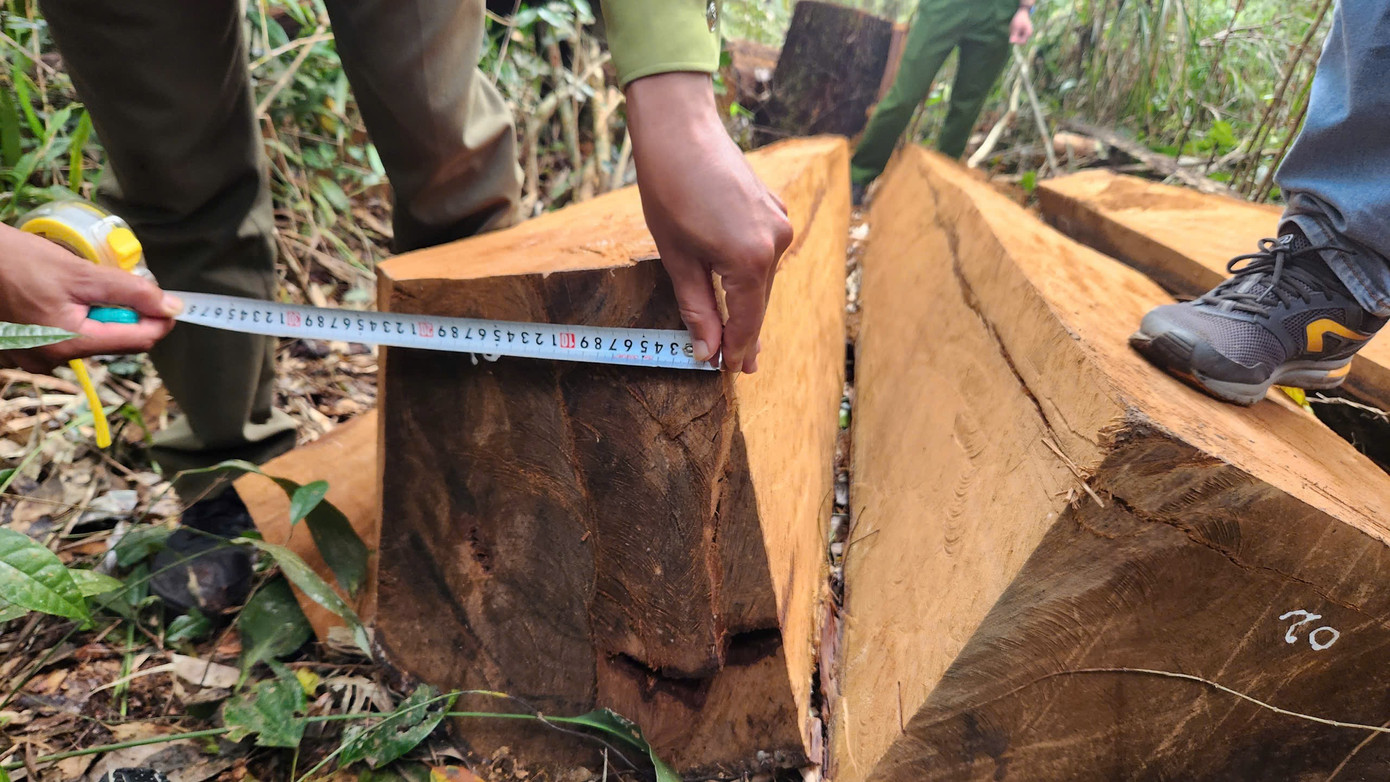 Nhiều cây gỗ bị chặt có đường kính từ 0,6-0,8m Nhiều cây gỗ bị chặt có đường kính từ 0,6-0,8m