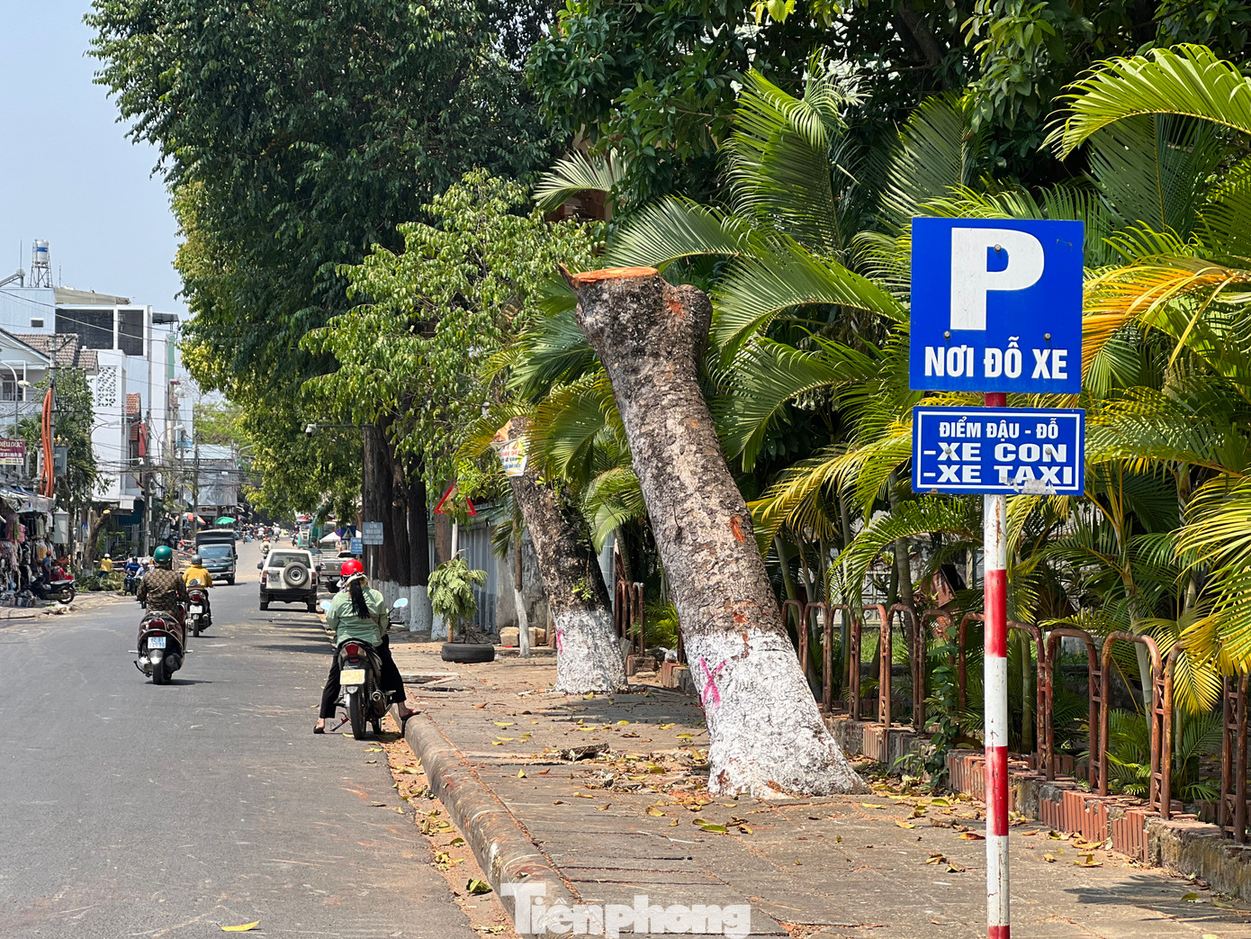 Nhiều cây xà cừ hàng chục năm tuổi tại đường Ngô Quyền (phường Quyết Thắng) bị đốn hạ.
