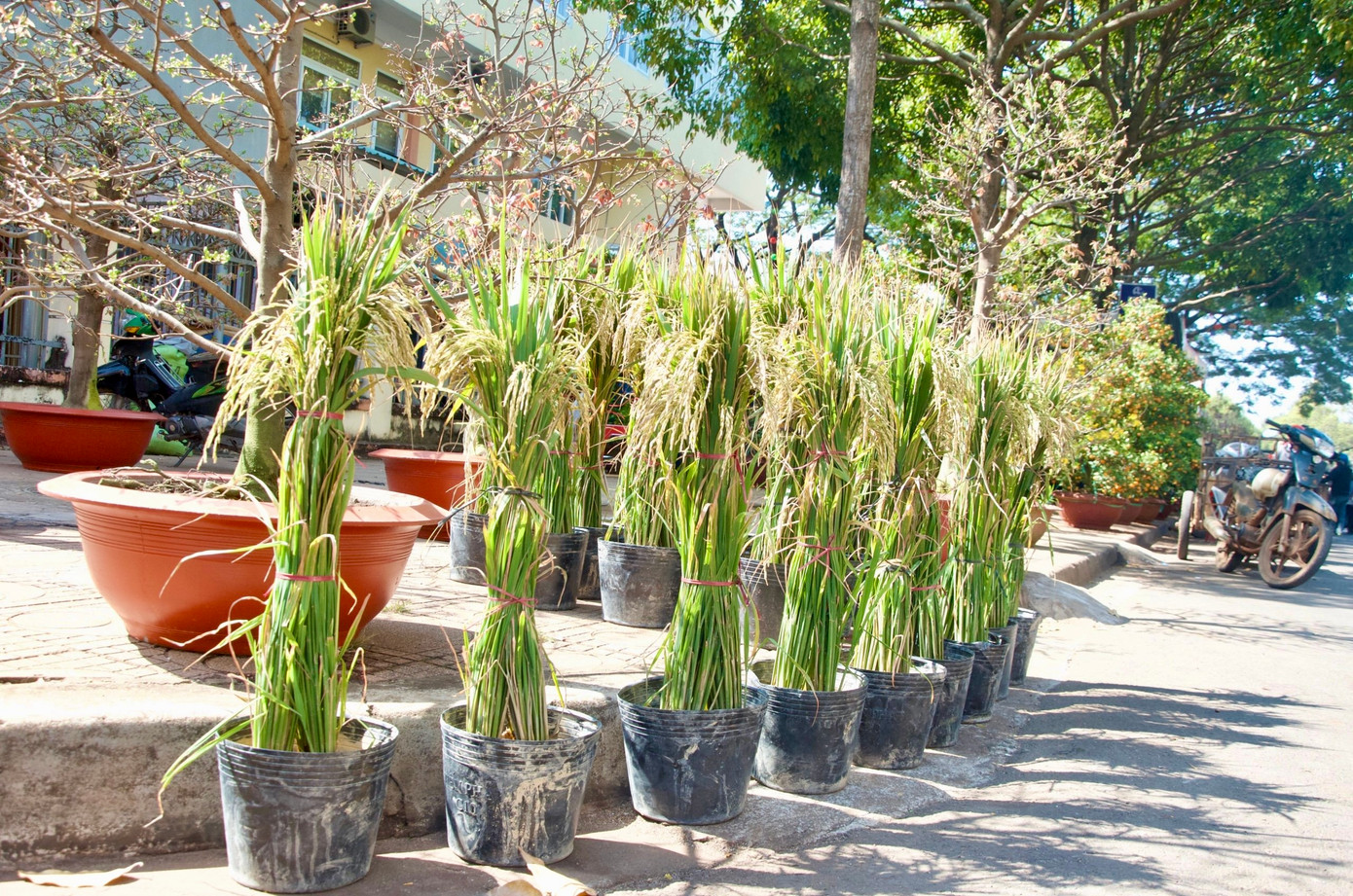 Cây lúa trổ bông đắt hàng bởi mới lạ và ý nghĩa sâu sắc mà nó mang lại. “Cây lúa thể hiện lối sống văn hóa gắn liền với nông nghiệp của dân tộc; mong muốn sự ấm no, hạnh phúc và may mắn đến với gia đình và người thân”, anh Hiếu cho hay.