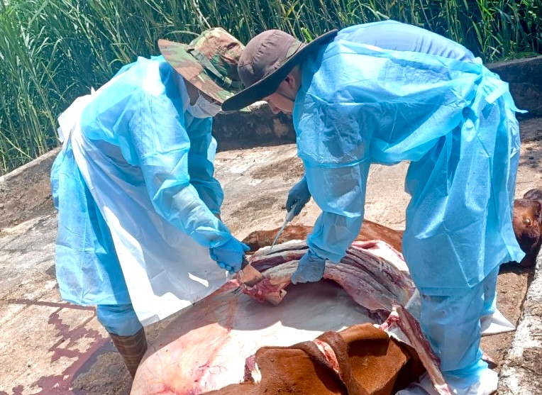 Cán bộ Cục Thú y mổ khám bò