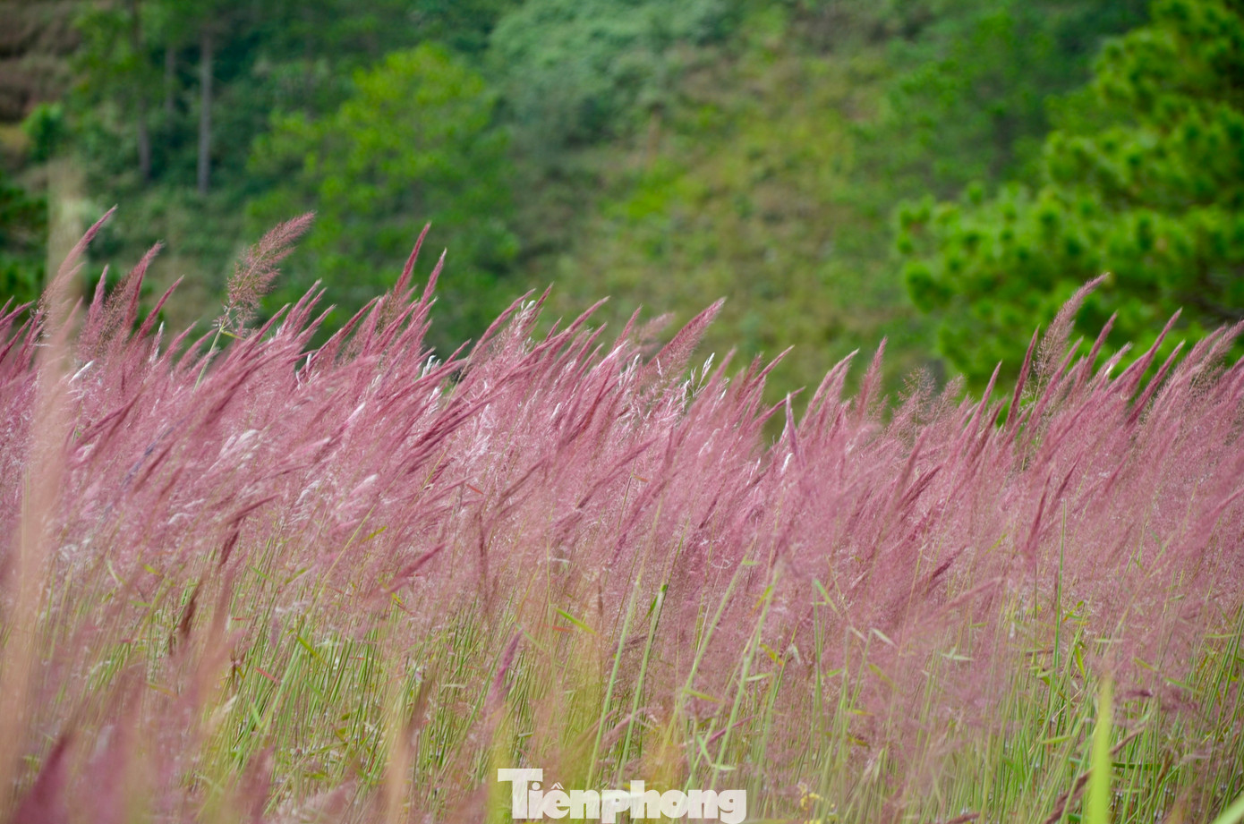 Loài cỏ này chỉ mọc san sát nhau vươn lên khoảng 1m, rực rỡ ở một số khu vực nhất định tại Đà Lạt, tạo nên cảnh sắc độc đáo mà ít nơi nào có được.