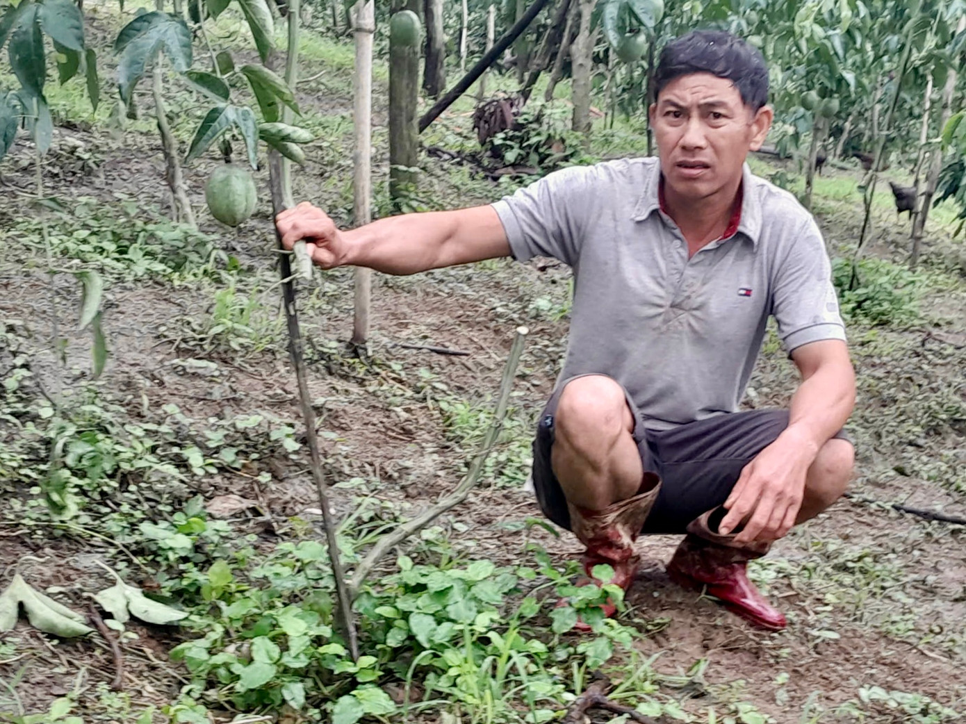 Hơn 300 cây chanh dây bị cắt ngang thân Hơn 300 cây chanh dây bị cắt ngang thân