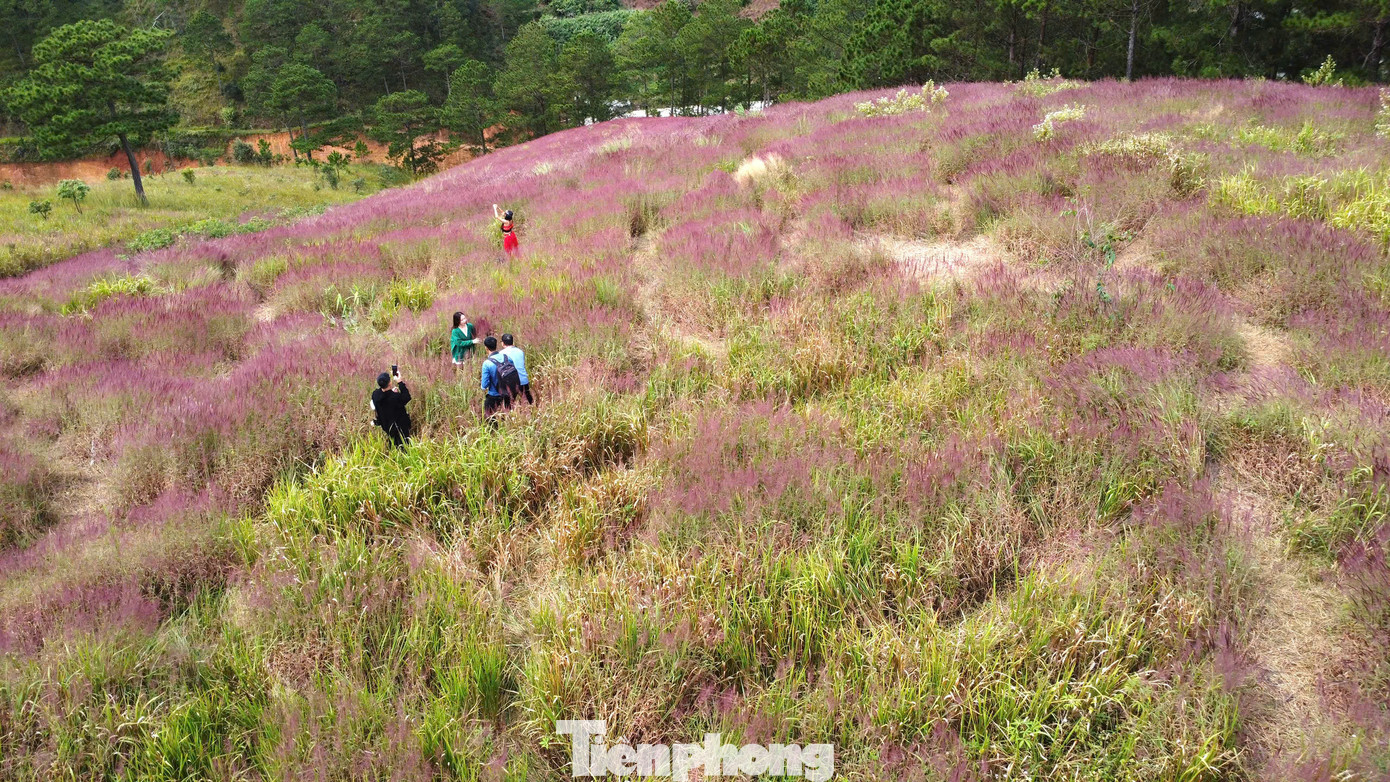 Những ngày này, nhiều du khách đã đổ về chụp ảnh với loài hoa cỏ lau hồng tại đồi Mây, xã Xuân Thọ ( thành phố Đà Lạt, Lâm Đồng).