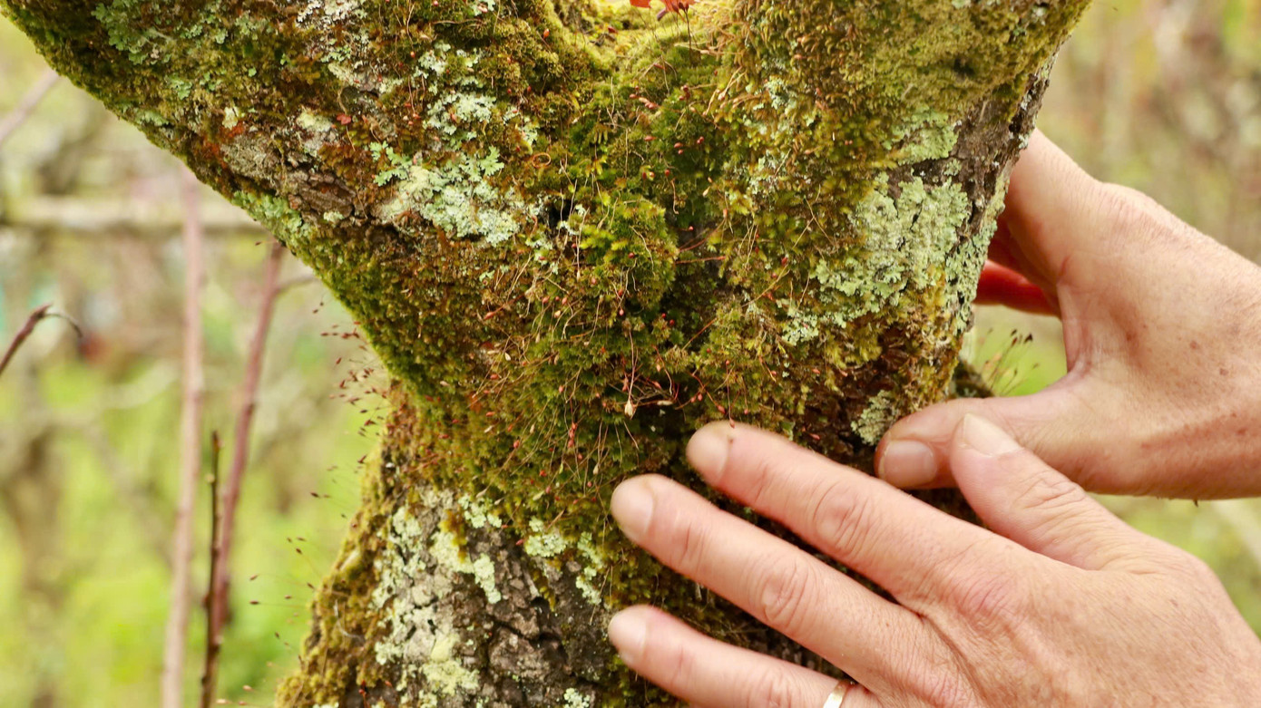 Ngoài cây cổ thụ đẹp, nhiều gốc đào phủ đầy rêu.