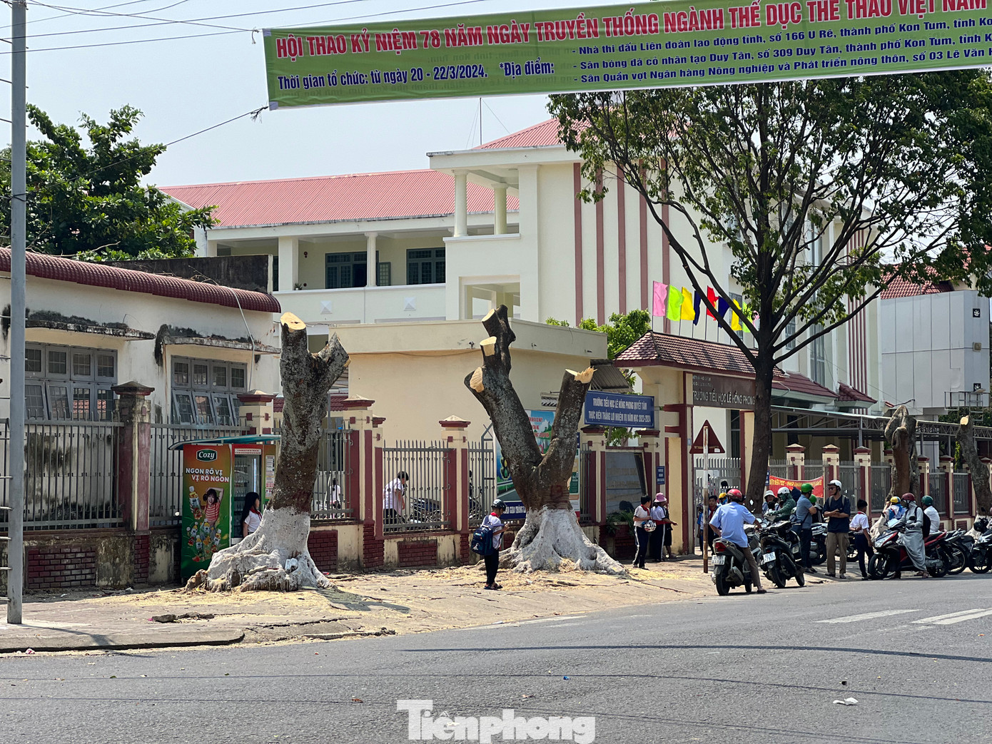 Ghi nhận tại các tuyến đường chính trên địa bàn TP. Kon Tum (Kon Tum) như Lê Hồng Phong, Ngô Quyền, Nguyễn Huệ… những ngày qua có nhiều cây xanh bị đốn hạ.