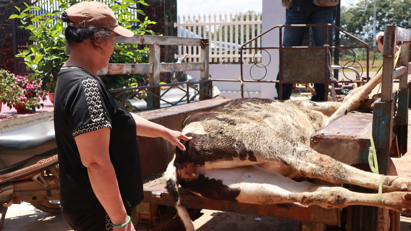 Bò chết không rõ nguyên nhân gây thiệt hại lớn về kinh tế cho người dân