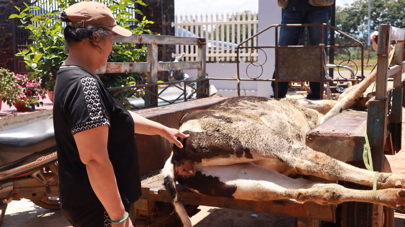 Bò chết không rõ nguyên nhân gây thiệt hại lớn về kinh tế cho người dân Bò chết không rõ nguyên nhân gây thiệt hại lớn về kinh tế cho người dân