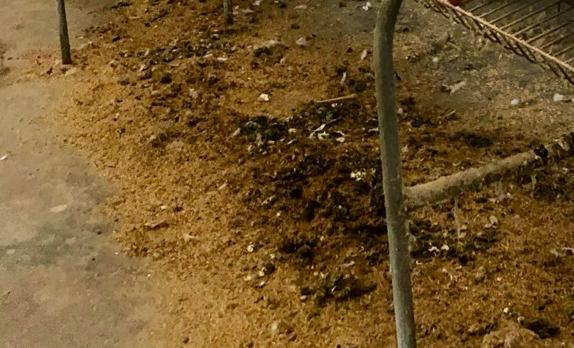 Các trang chủ trại gà đã sử dụng nhiều biện pháp nhưng chỉ tạm thời