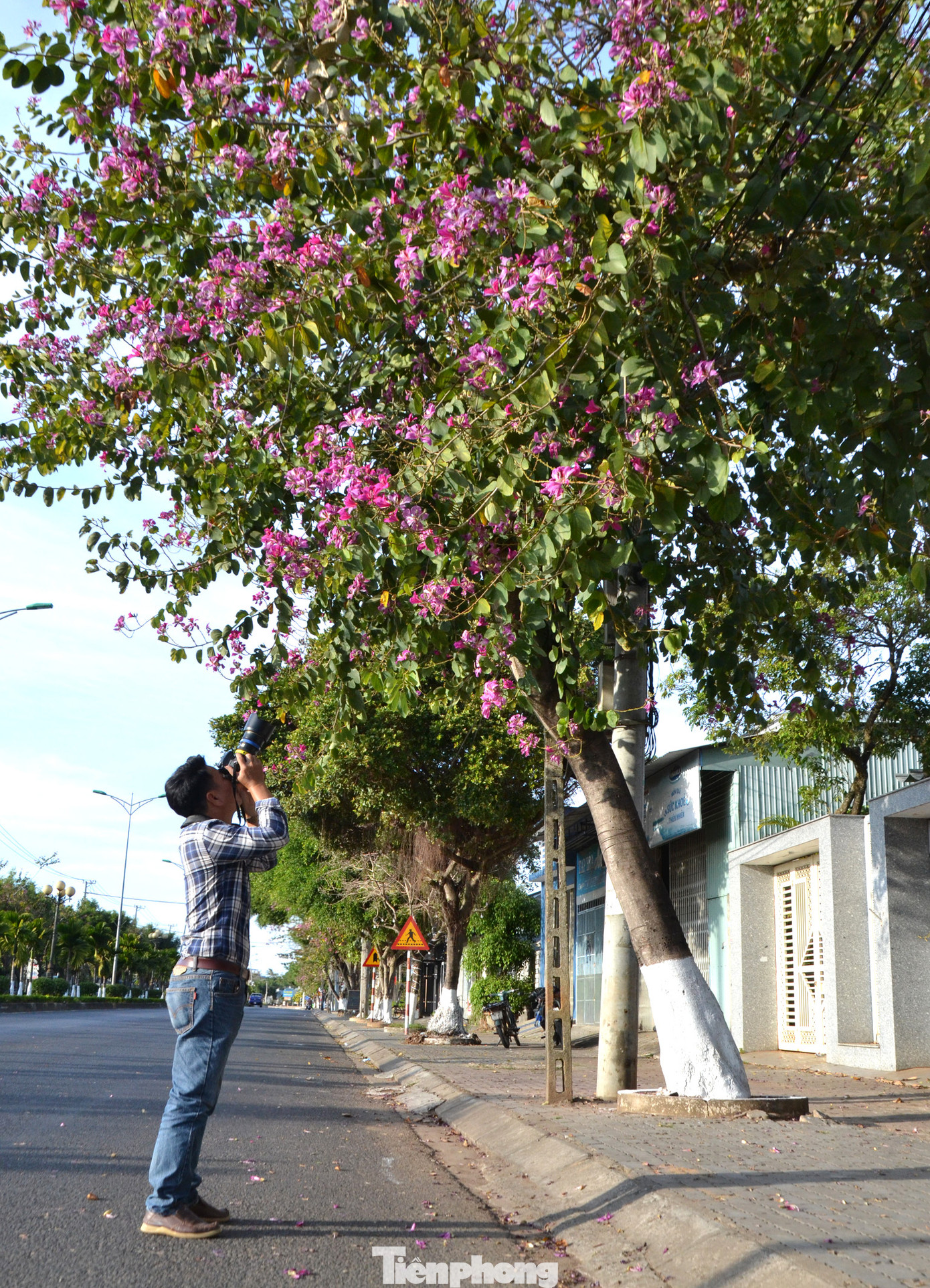 Nhiều khách đi đường thấy vẻ đẹp ngỡ ngàng đứng lại chụp hình.