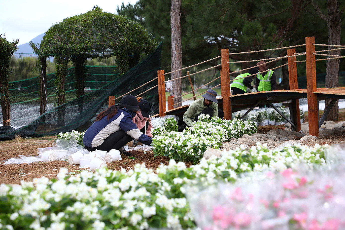 Đại diện Công ty CP Dịch vụ Đô thị Đà Lạt cho biết, đơn vị đã chuẩn bị 1.000 chậu hoa ngắn ngày và 800 chậu dạ yến thảo phục vụ các chương trình diễn ra trong kỳ Festival Hoa Đà Lạt lần thứ 10. Đại diện Công ty CP Dịch vụ Đô thị Đà Lạt cho biết, đơn vị đã chuẩn bị 1.000 chậu hoa ngắn ngày và 800 chậu dạ yến thảo phục vụ các chương trình diễn ra trong kỳ Festival Hoa Đà Lạt lần thứ 10.