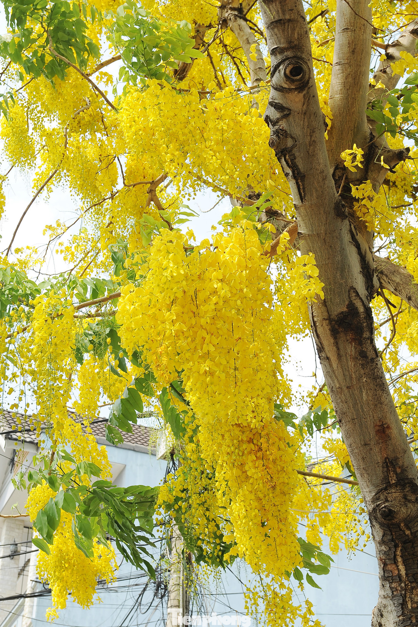 Hoa nở theo cụm, thường rủ xuống 30-40 cm, cánh hoa hình bầu dục, mỗi hoa có 5 cánh màu vàng tươi.