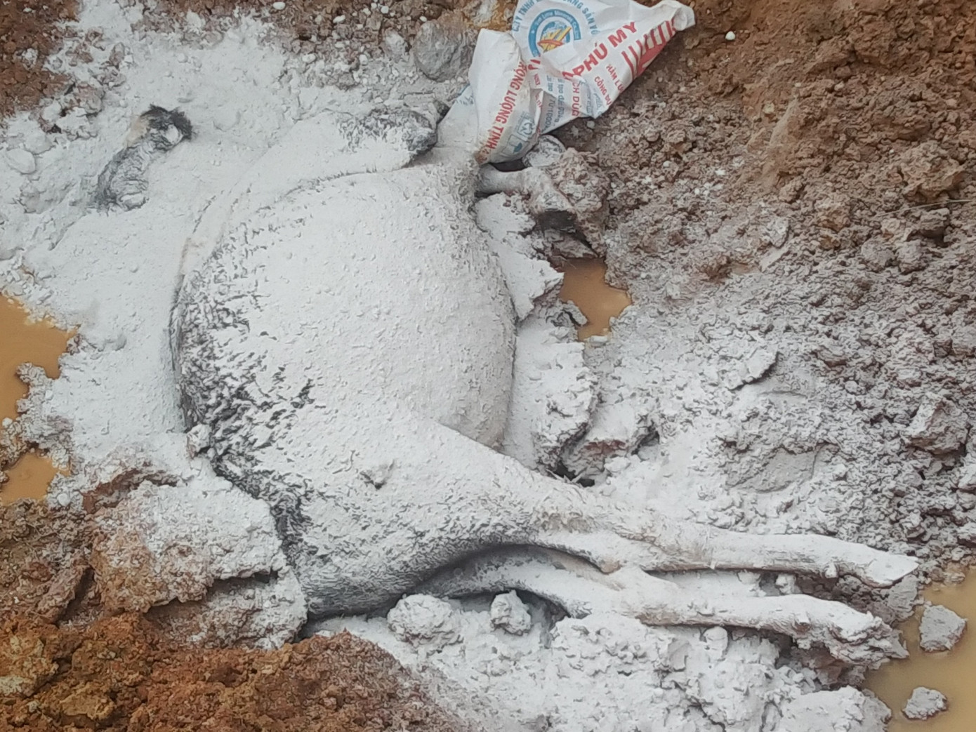 Hơn 60 con bò đã chết trên địa bàn 3 xã của 2 huyện này