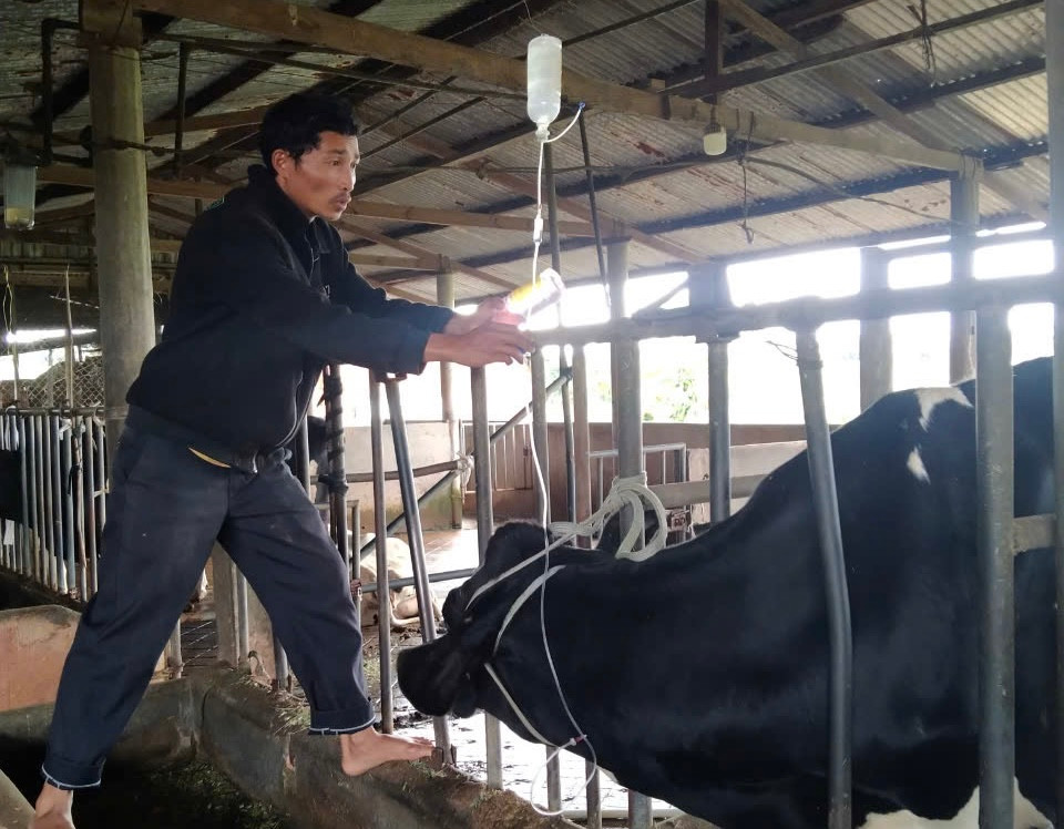 Đàn bò sữa vẫn đang được tích cực điều trị