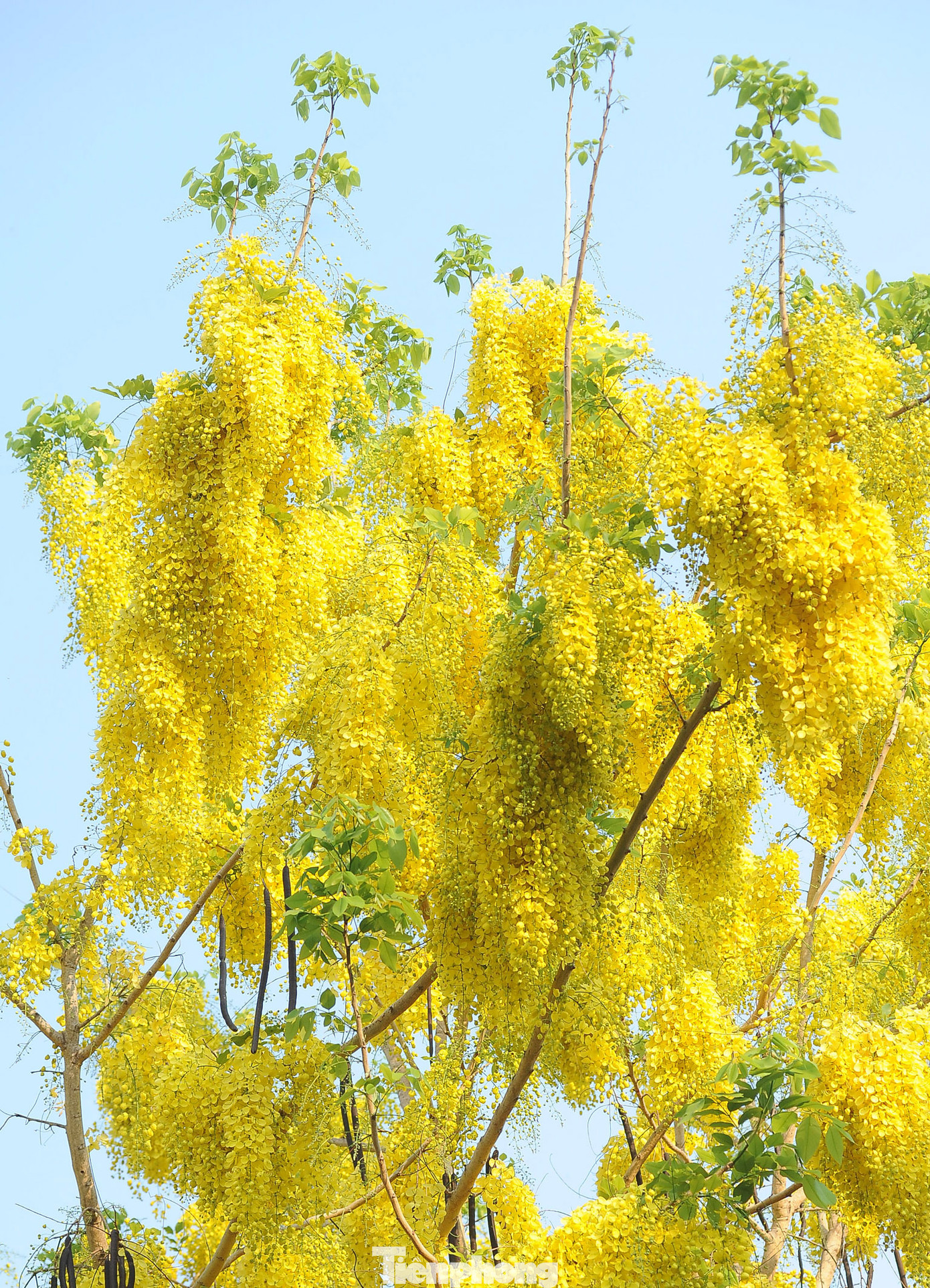 Cây thân gỗ, dễ trồng, muồng Hoàng Yến phát triển nhanh, có khả năng chịu hạn tốt và ưa ánh sáng.