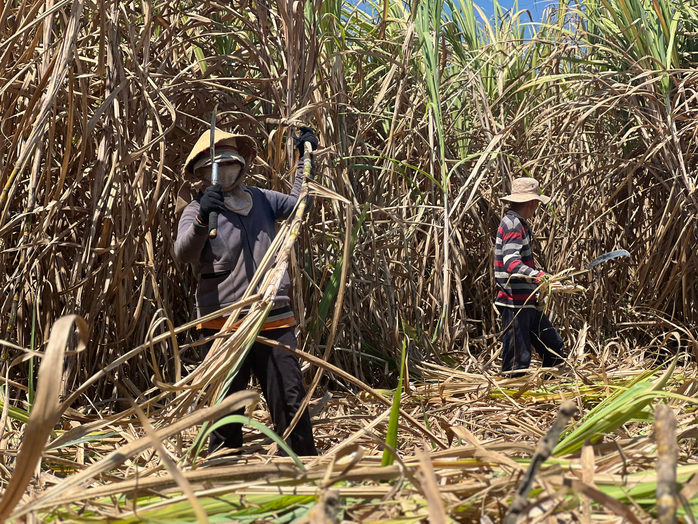 Những ngày đầu tháng 3, tại các cánh đồng mía xã Vinh Quang, Đoàn Kết (TP.Kon Tum) có hàng chục lao động đội nắng hăng say chặt, cột từng bó mía chờ xe đến vận chuyển.