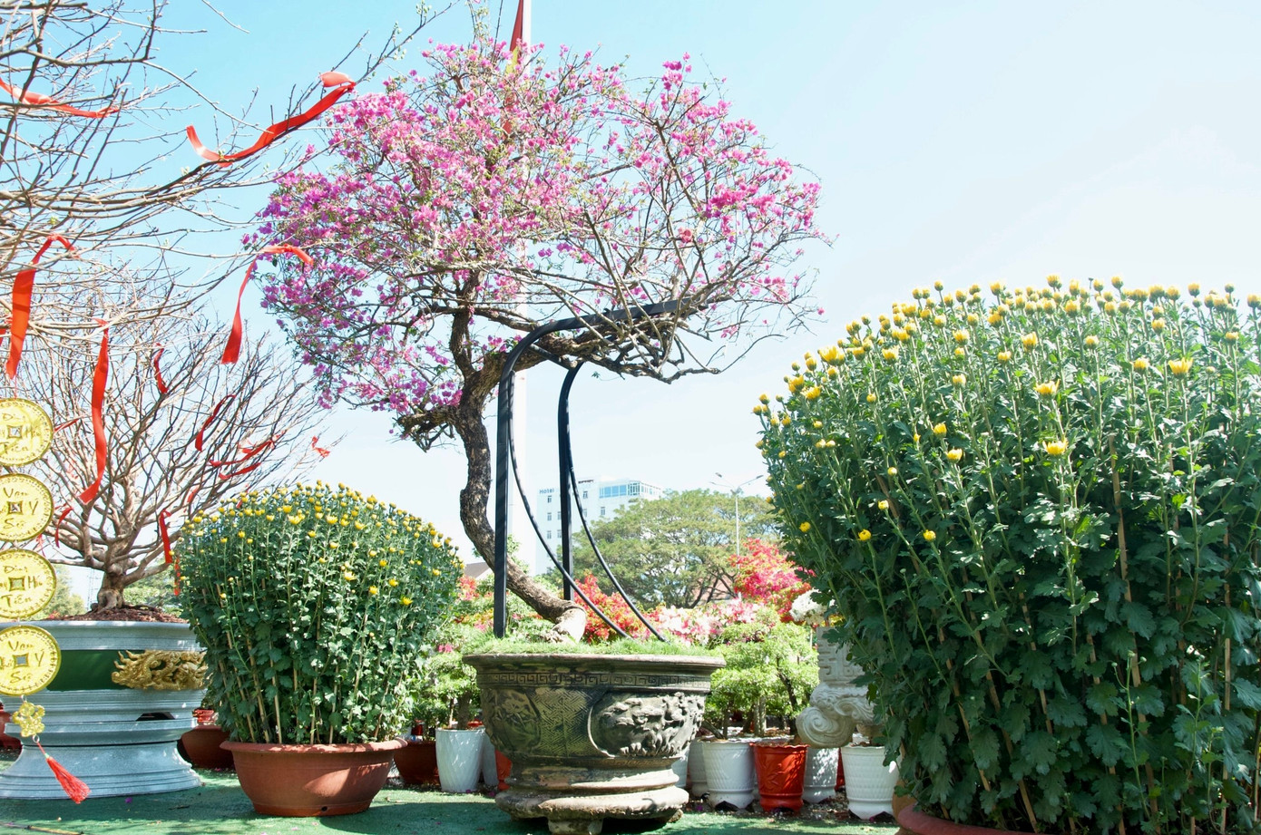 Bên cạnh đó, tại khu trưng bày cây cảnh còn nhiều gốc cây "siêu khủng", với giá tiền từ chục triệu trở lên. Trong ảnh, cây hoa giấy dáng bay giá 20 triệu đồng.