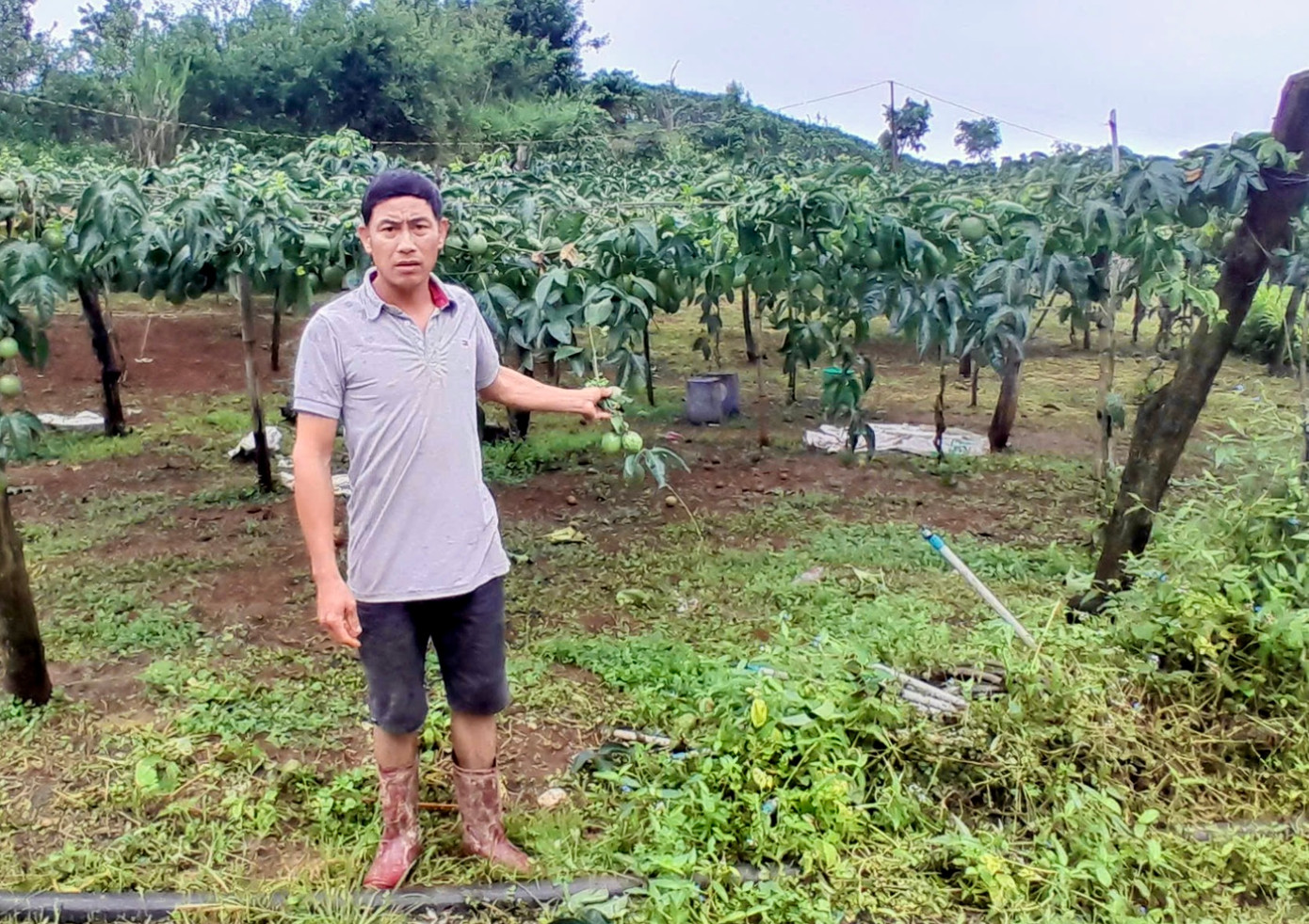 Kẻ gian đã cắt lưới B40 để vào vườn phá hoại Kẻ gian đã cắt lưới B40 để vào vườn phá hoại