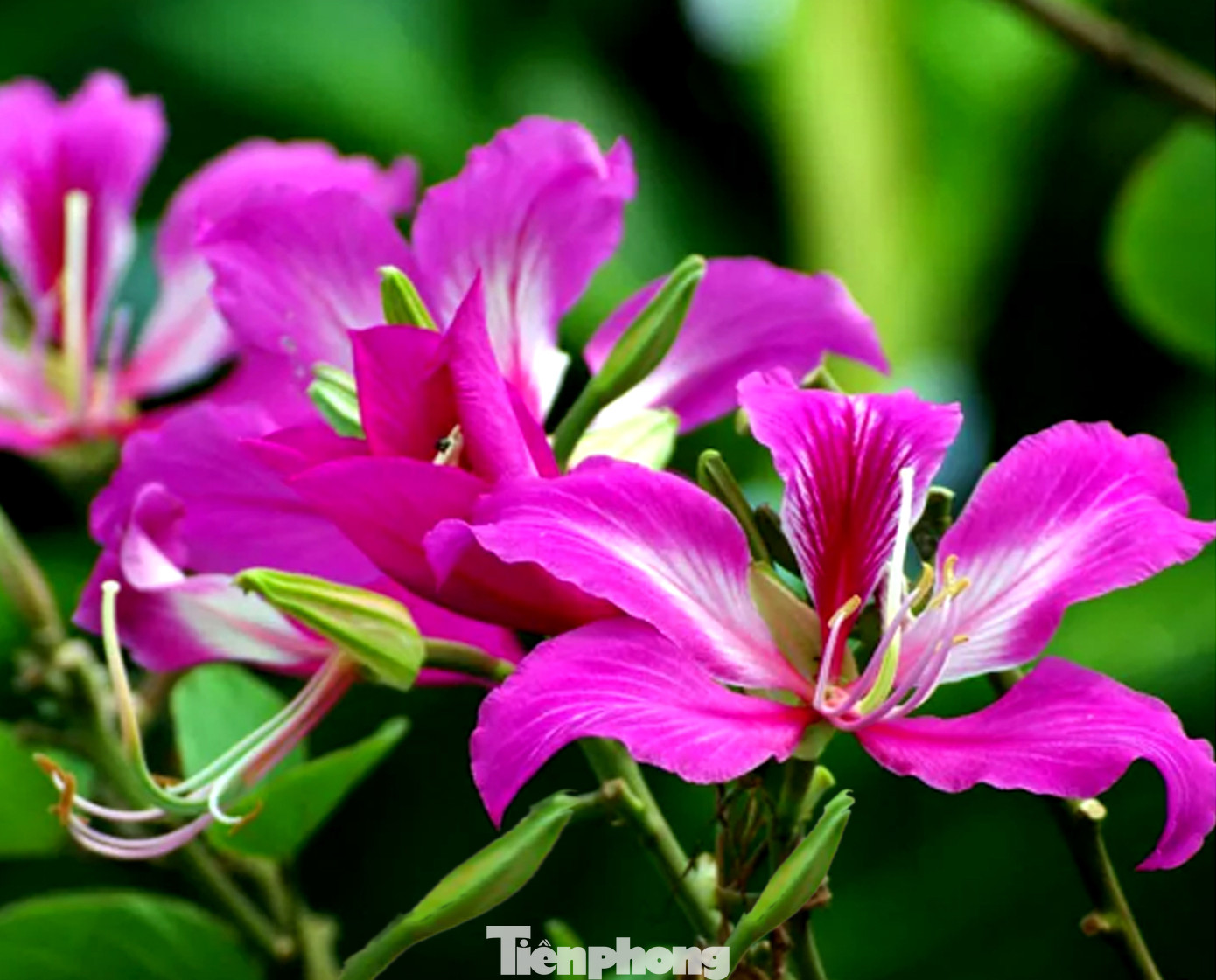 “Tôi khá bất ngờ khi thấy hoa ban nở rực ở Kon Tum. Vì tôi được biết loài hoa này phát triển rất mạnh ở các tỉnh miền núi phía Bắc. Khi thấy hoa nở rực, không chỉ tôi mà cả đoàn ai nấy cũng ồ lên”, anh Hưng, du khách đến từ Hà Nội chia sẻ.