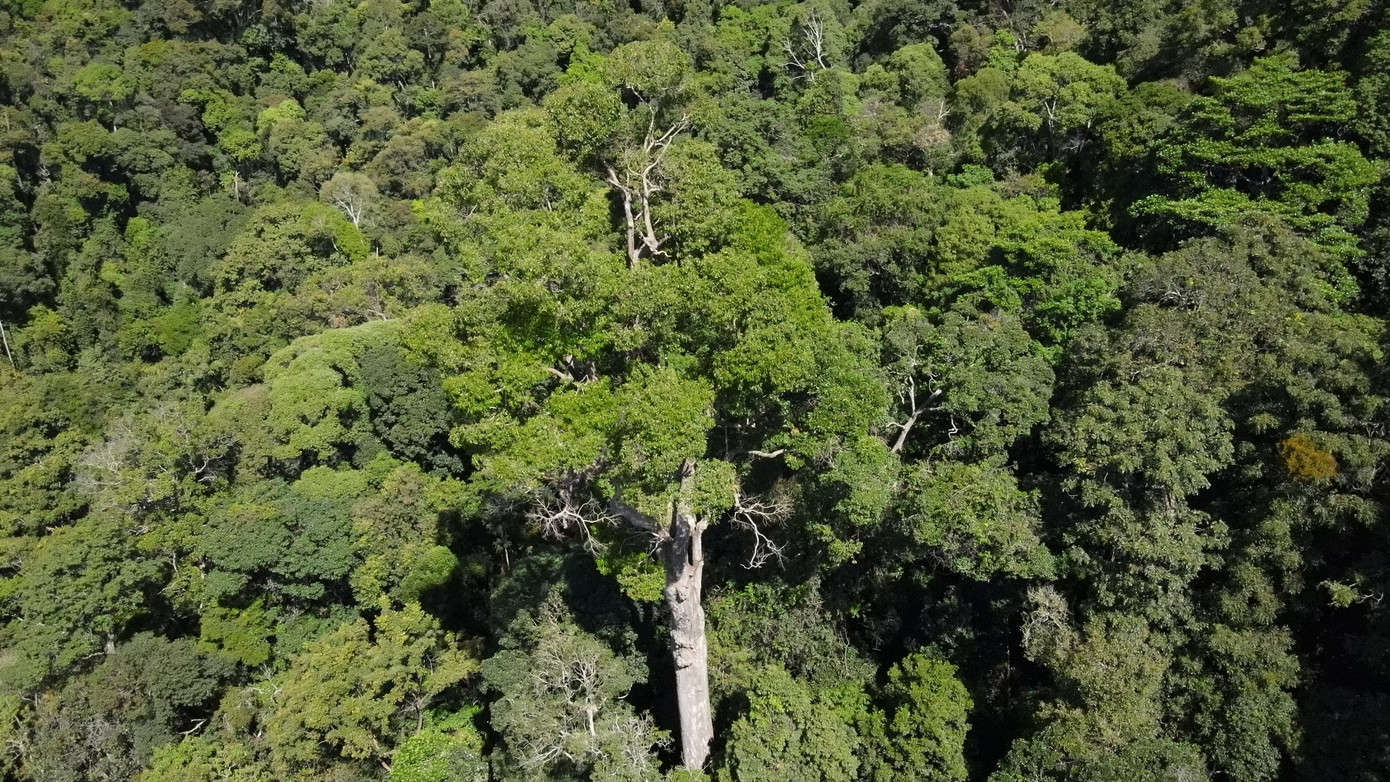 Ông Nguyễn Thành Chung - Giám đốc Cty TNHH MTV Lâm nghiệp Đăk Tô, cho biết, đến nay chưa có đơn vị nào đo, kiểm tra, phân tích tuổi của cây sao cát này. Ước tính từ tâm cây ra hơn 2.000 ly, khoảng 250 năm tuổi trở lên.