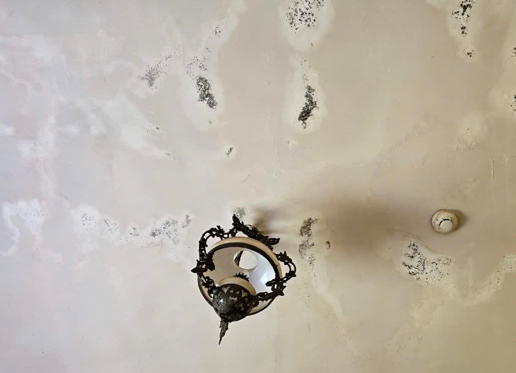 Nhiều tường nhà bị rêu bám mốc, bong tróc.