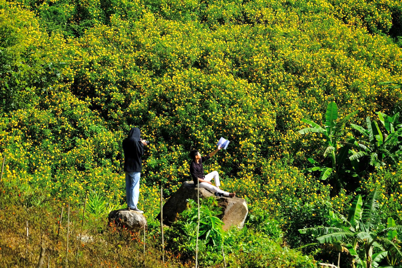 Những ngày này, các rừng hoa dã quỳ thu hút đông đảo người dân, du khách đến chiêm ngưỡng và chụp ảnh.