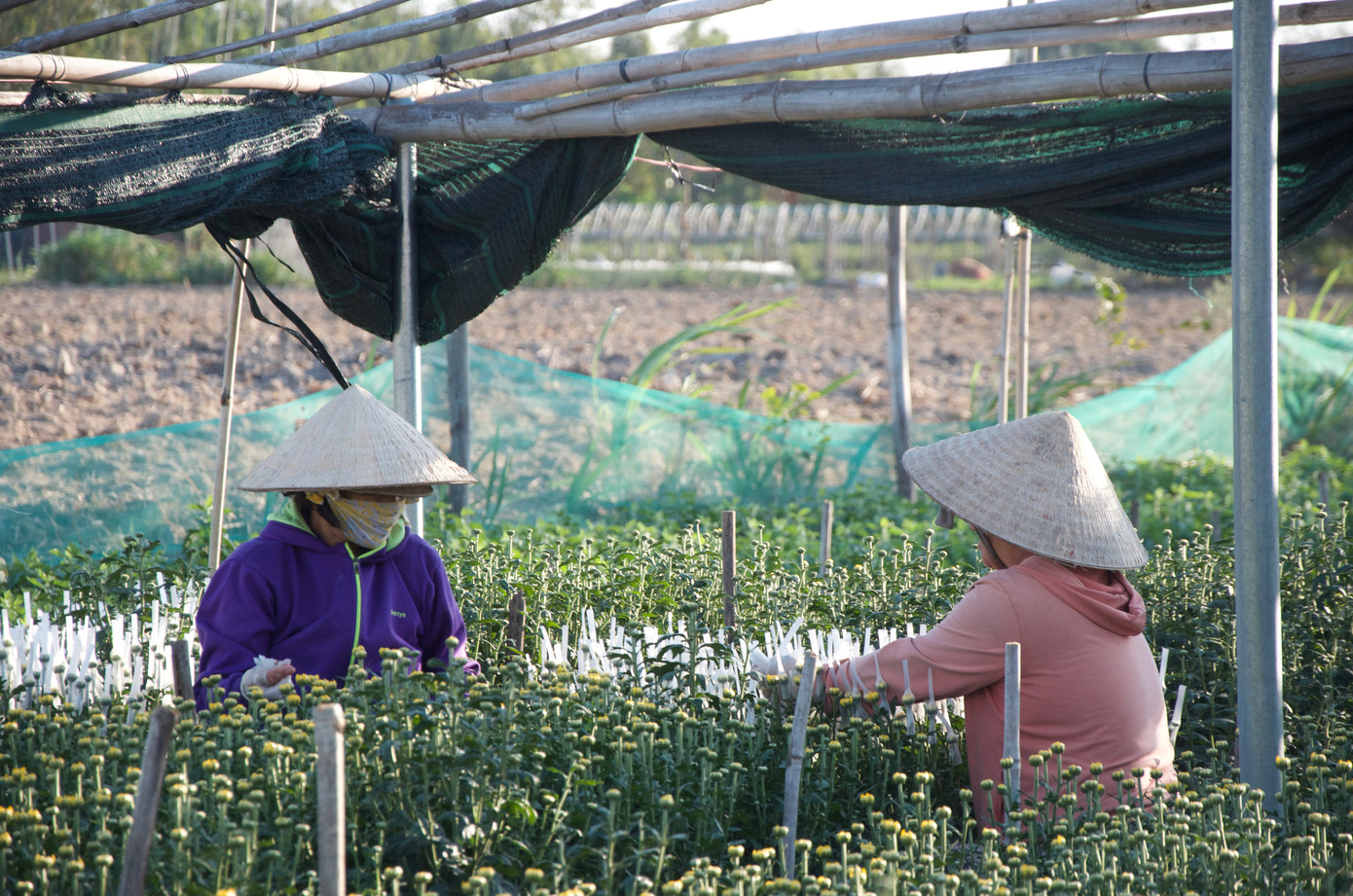 Theo UBND phường Nguyễn Trãi, địa phương có nhiều hộ dân làm nghề trồng hoa và có diện tích vườn lớn nhất ở thành phố Kon Tum. Hiện có hơn 50 hộ dân trồng hoa, các vườn chủ yếu là hoa cúc và lay ơn với tổng diện tích khoảng 5ha.